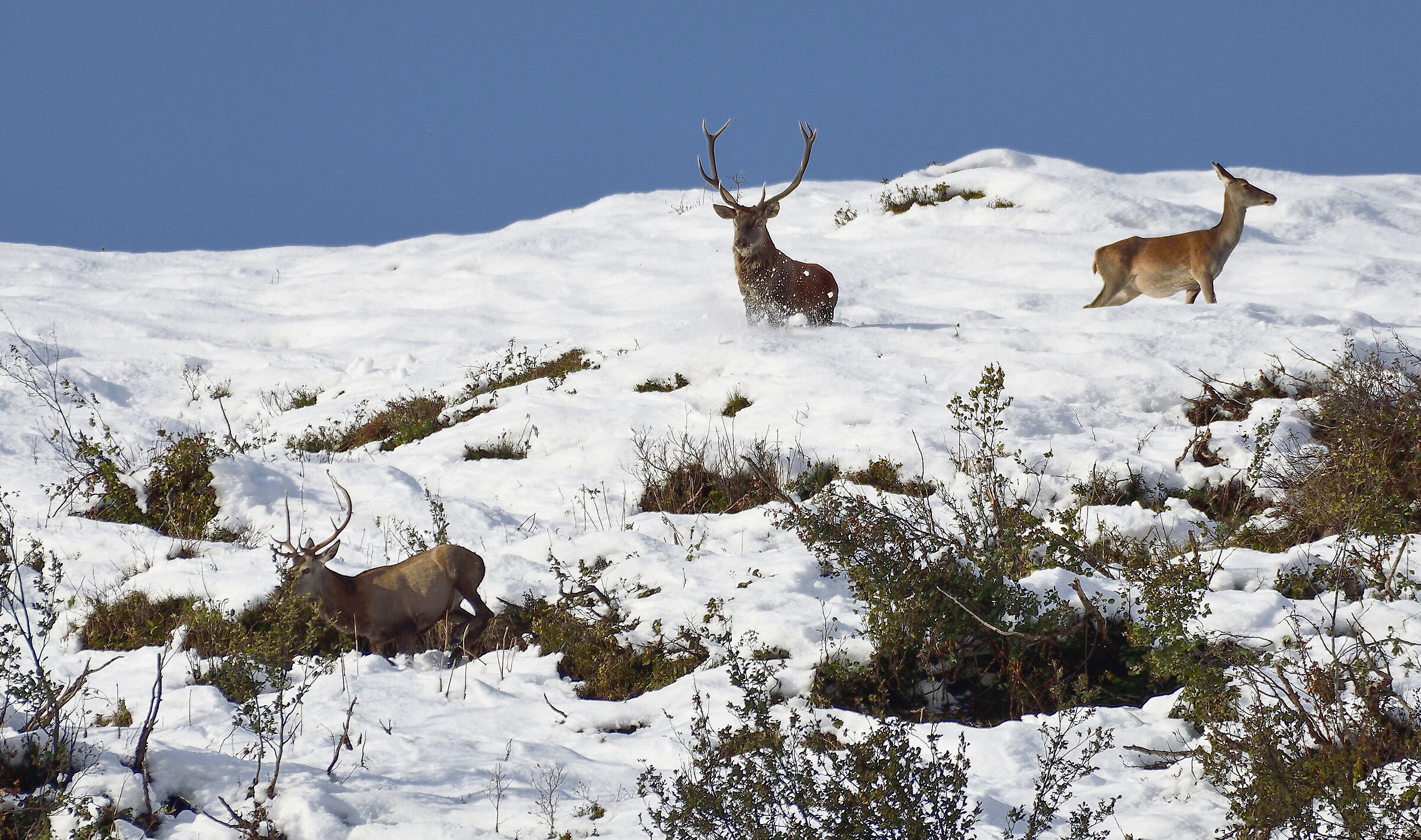 la stagione degli amori