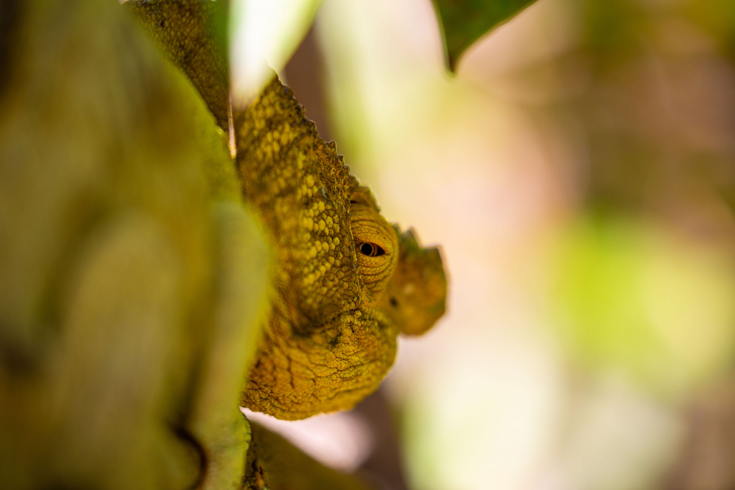 A curious guy
