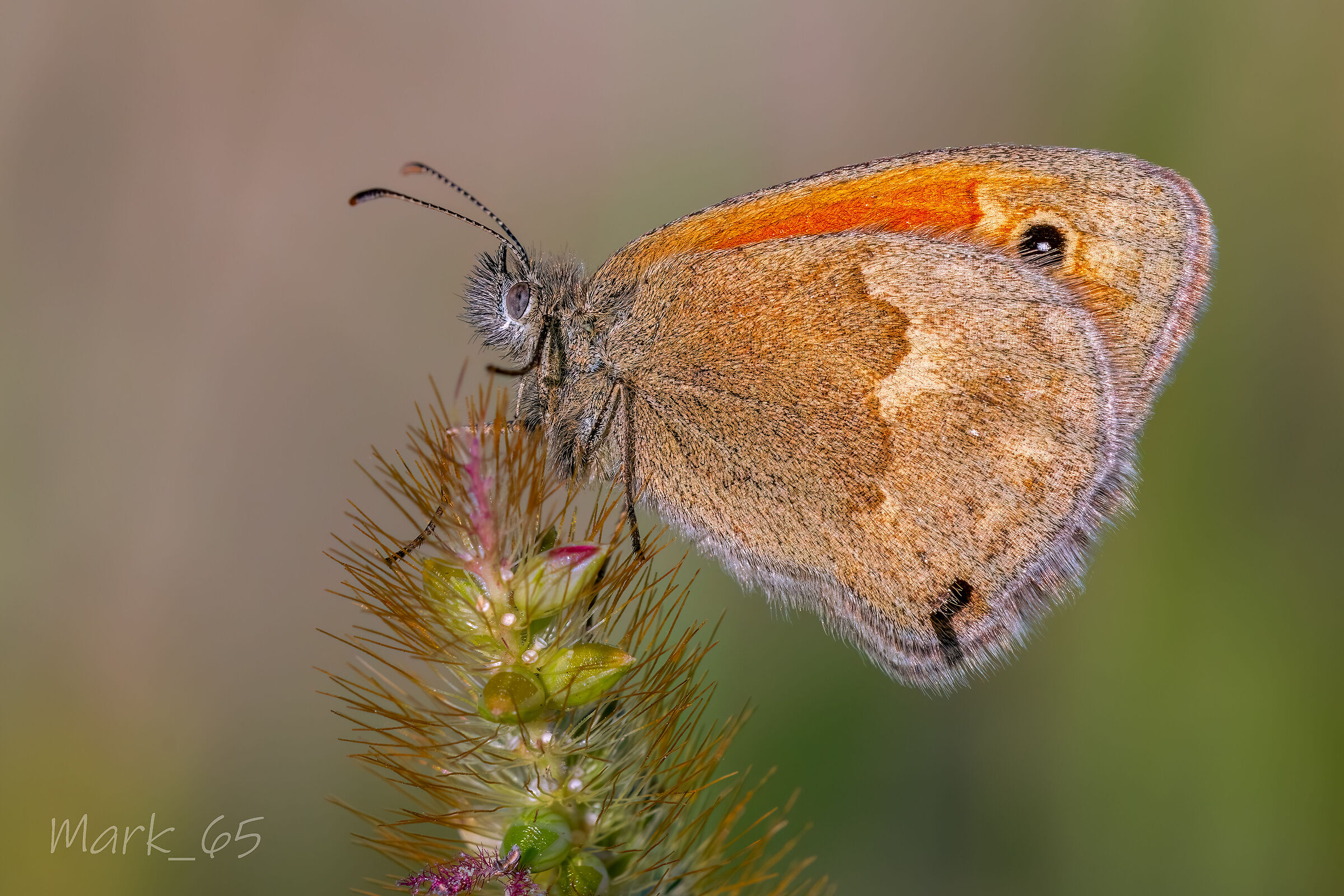 coenonympha pamphilius