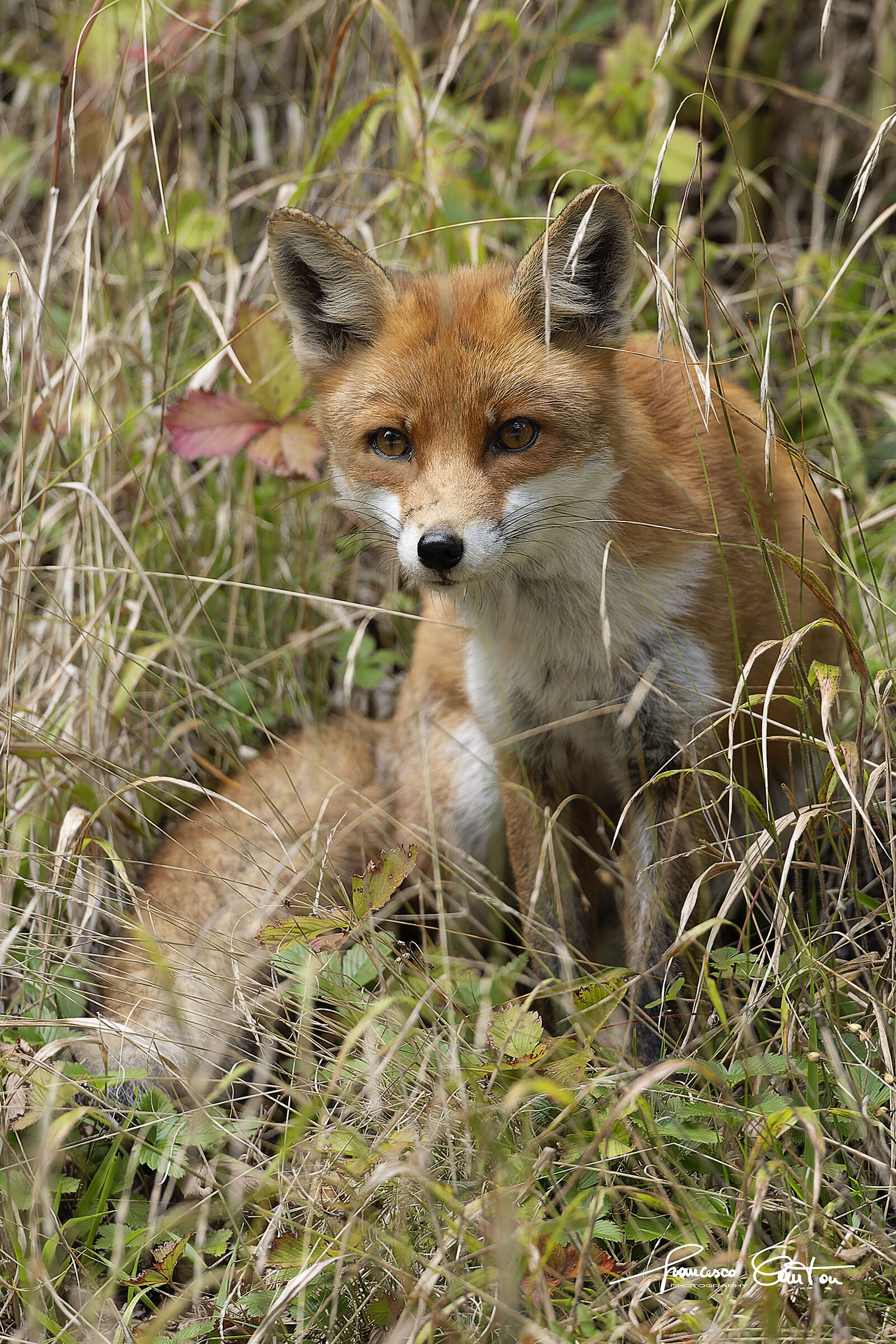 The beautiful fox