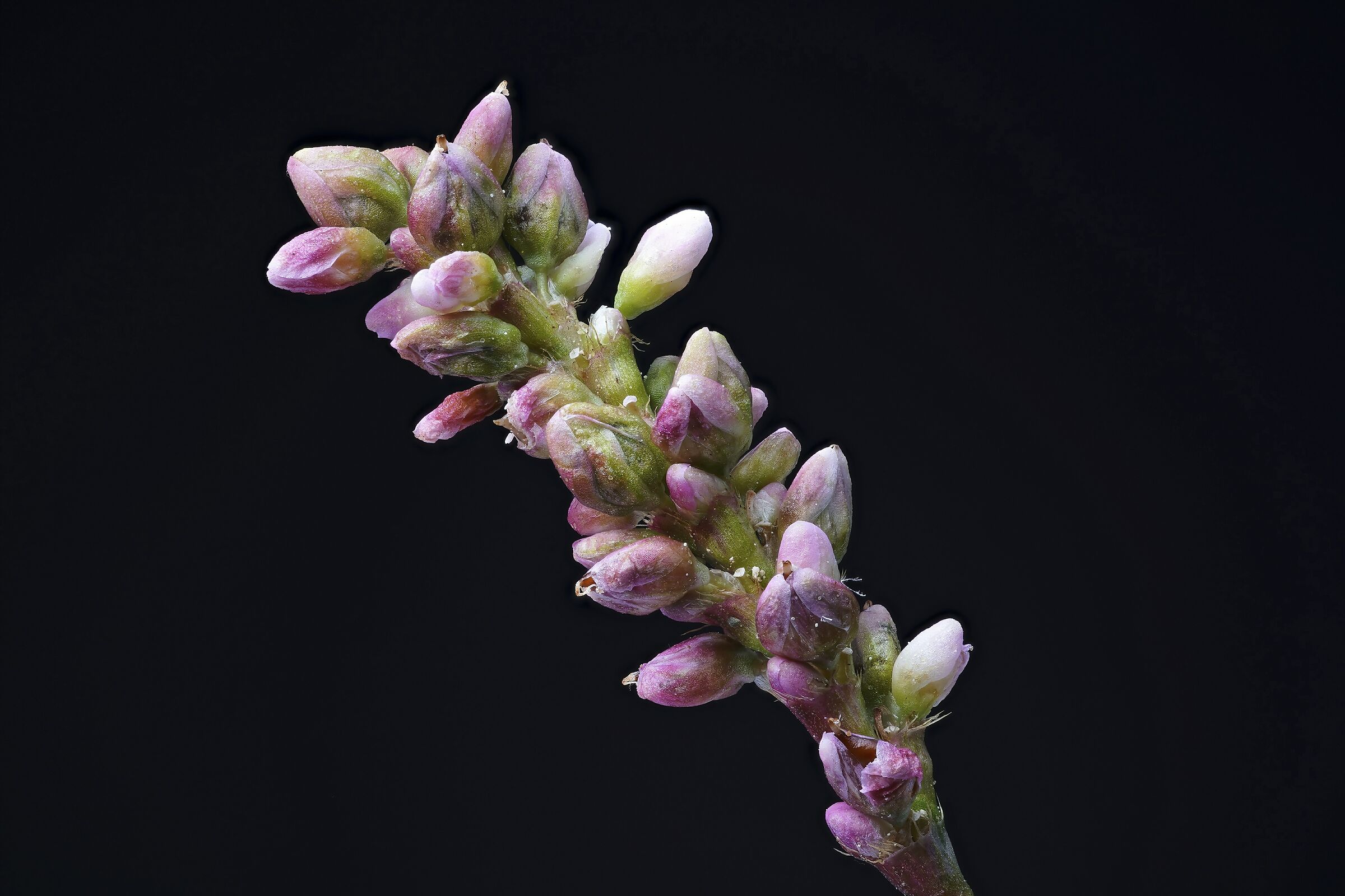 Persicaria Maculosa