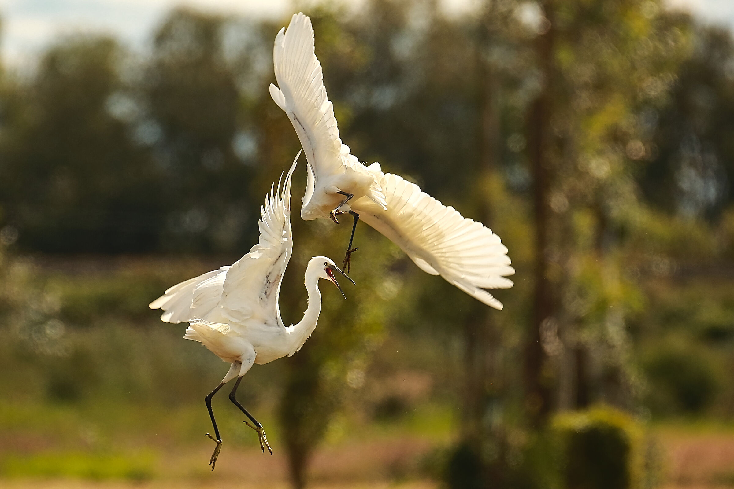 THE FIGHT OF THE EGRETS