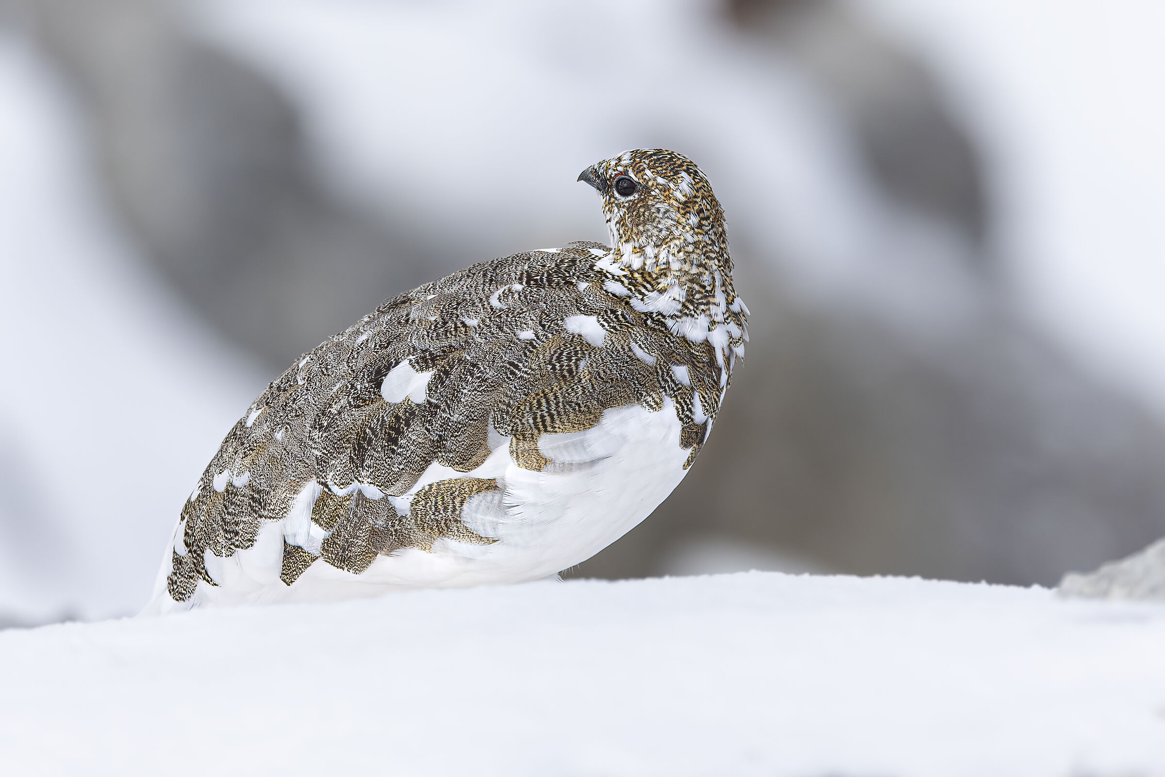 ptarmigan and gold, October 2025