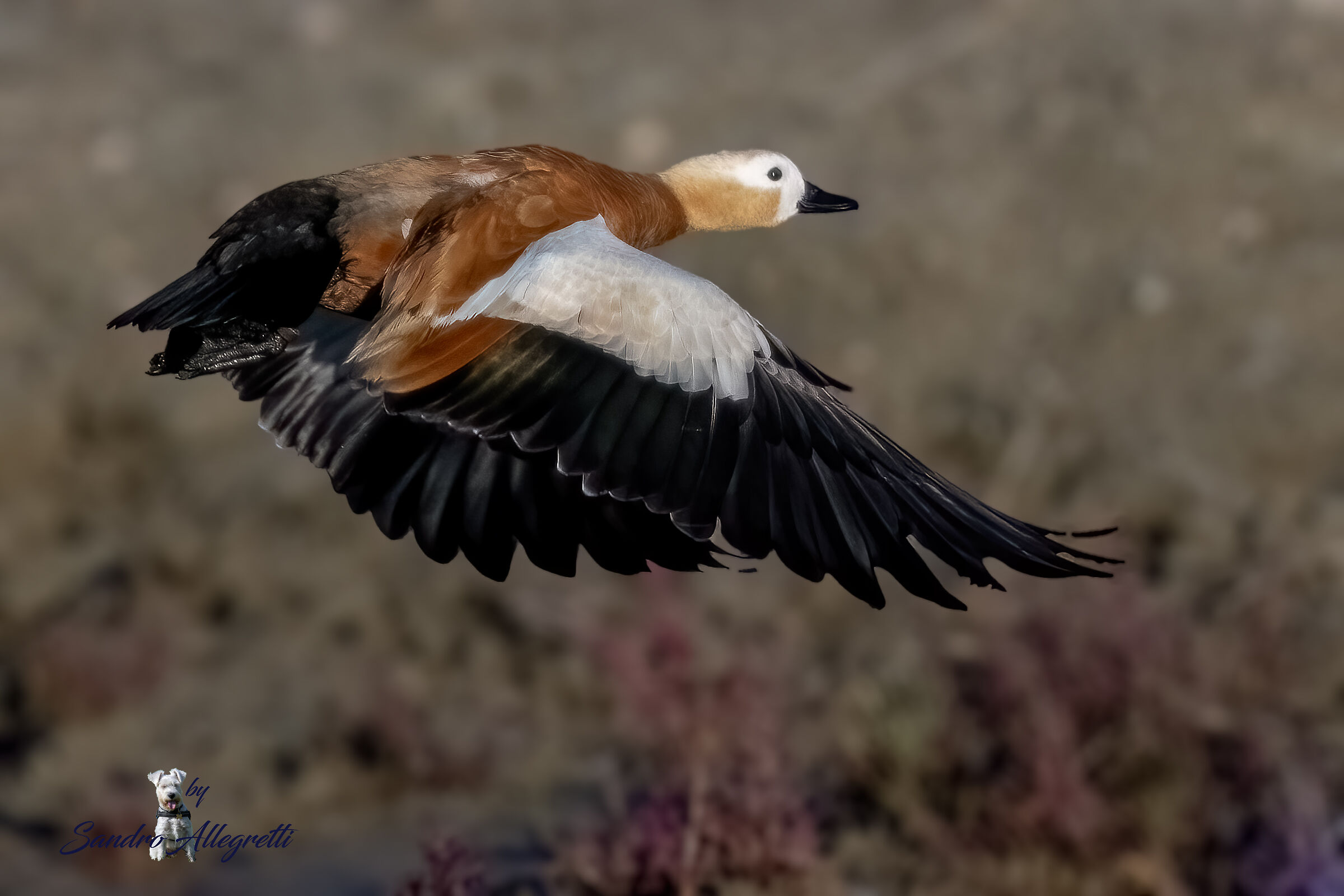 La Casarca Ferruginea (Tadorna Ferruginea)