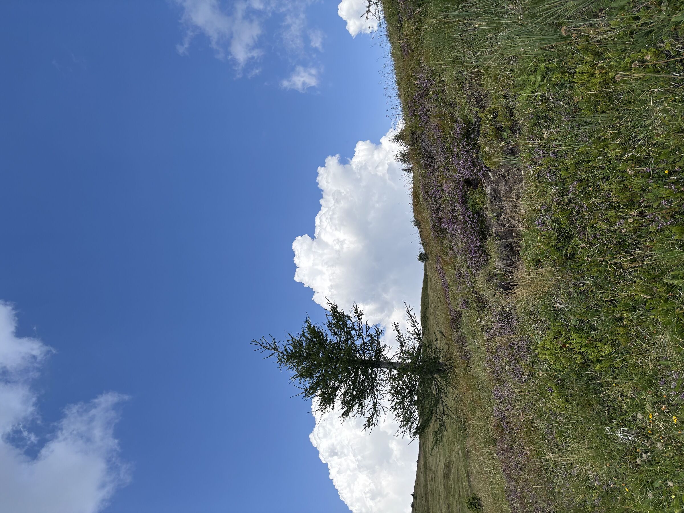 Austria 2025 colors...