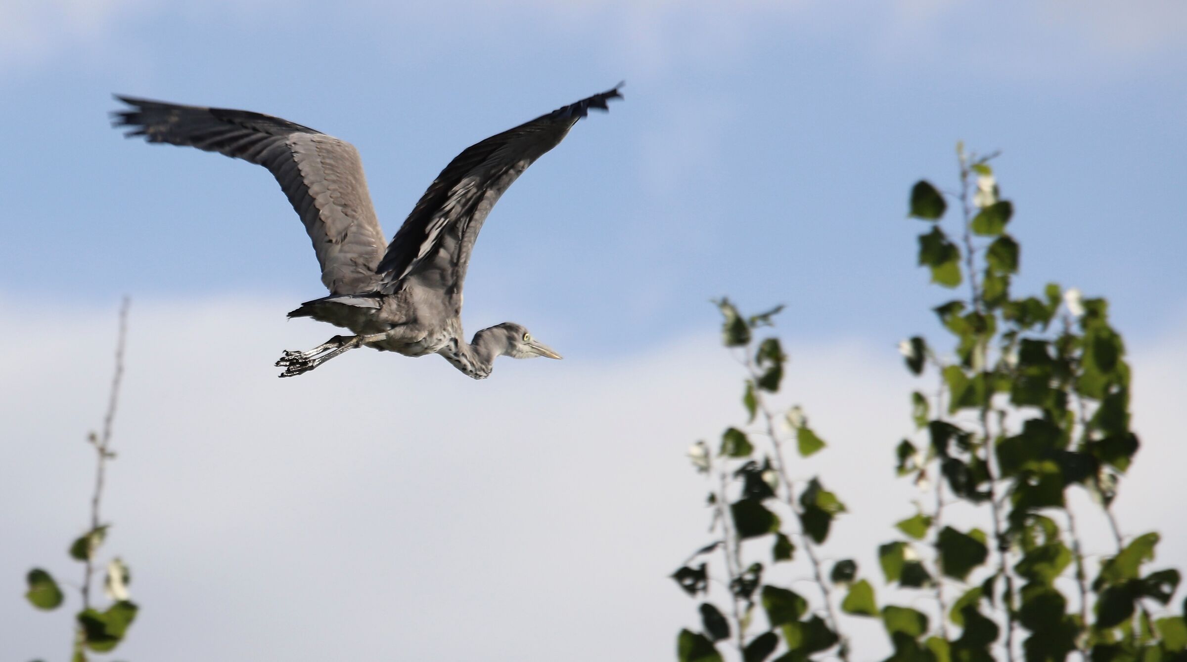 The flight of the ashes
