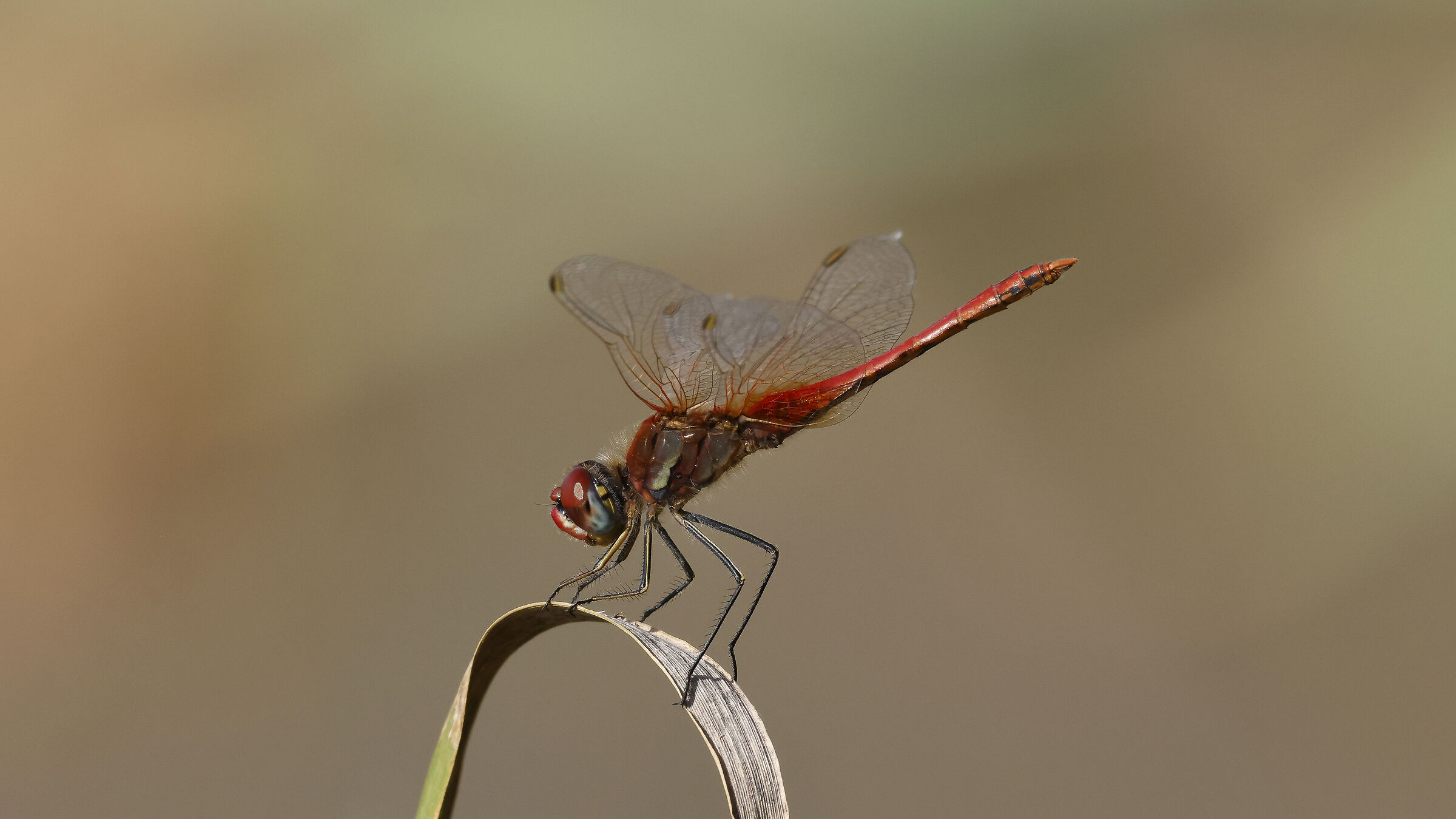Dragonfly
