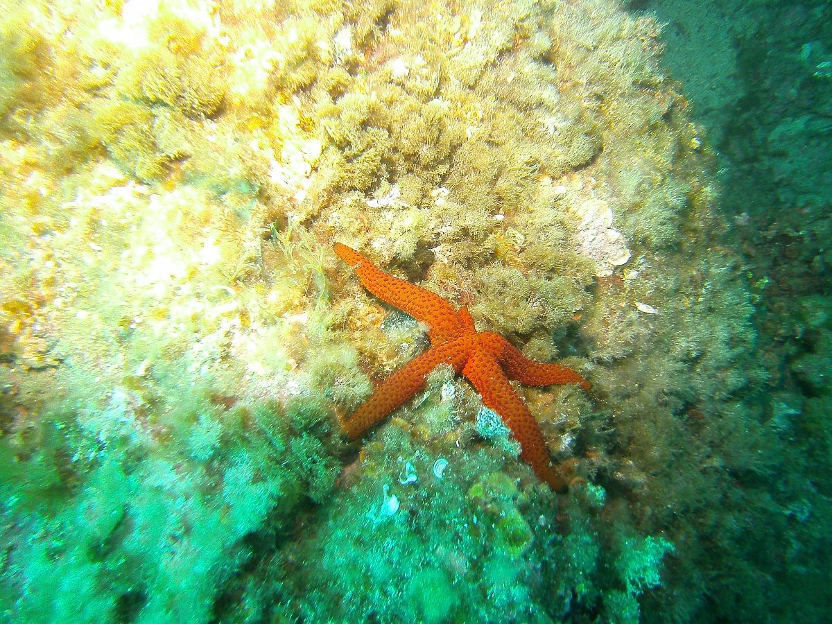 starfish