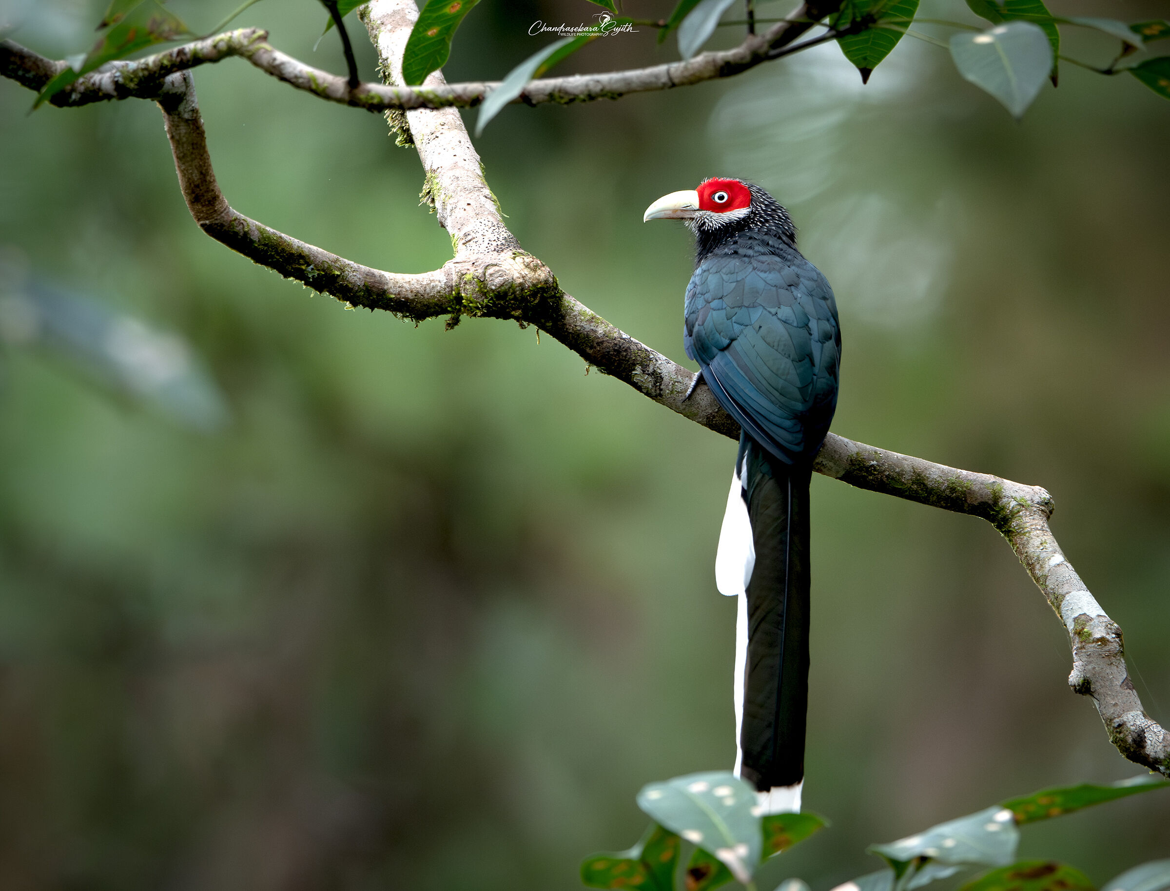 Red-faced Malkoha