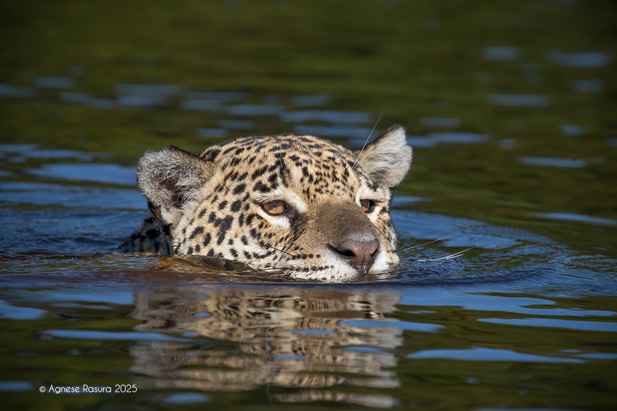 Giaguaro Pantanal
