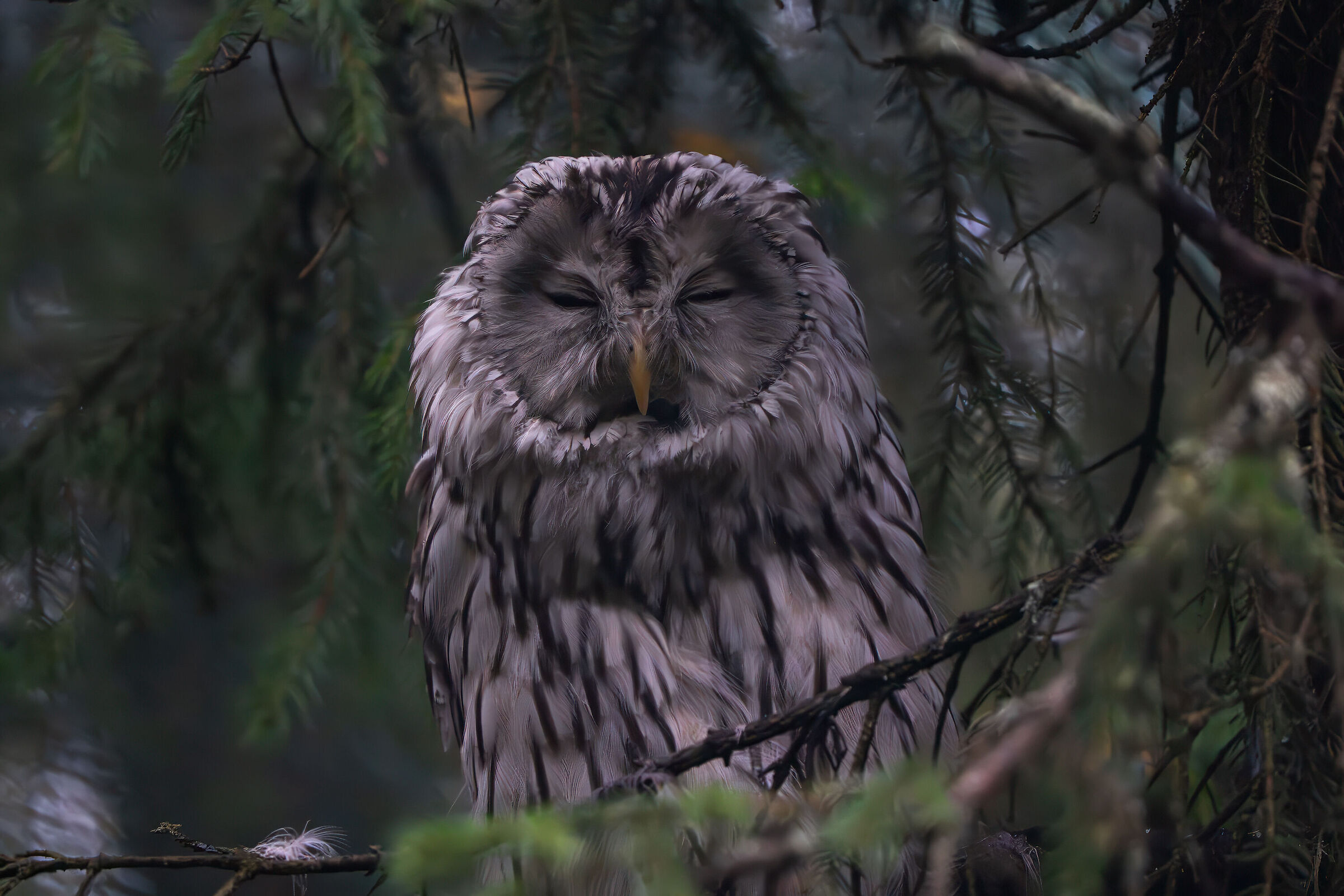 Ural owl ? Finland