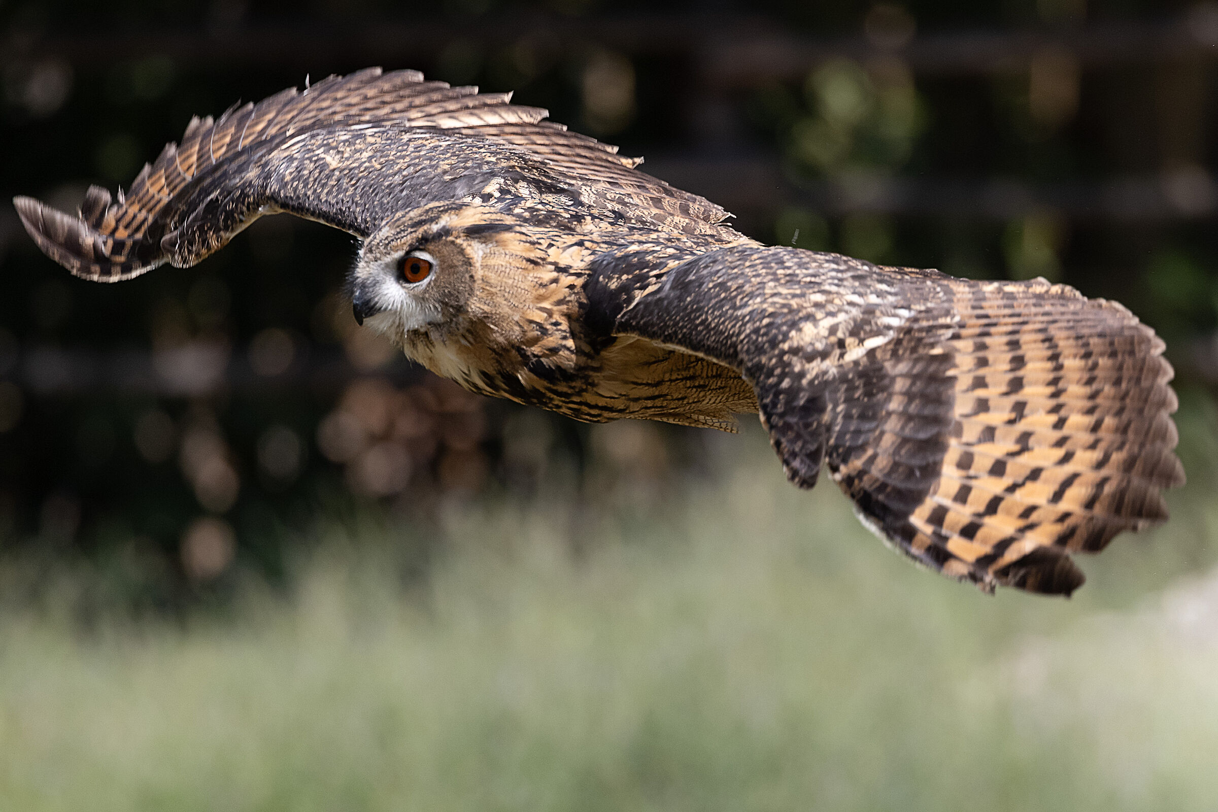 Owl in flight