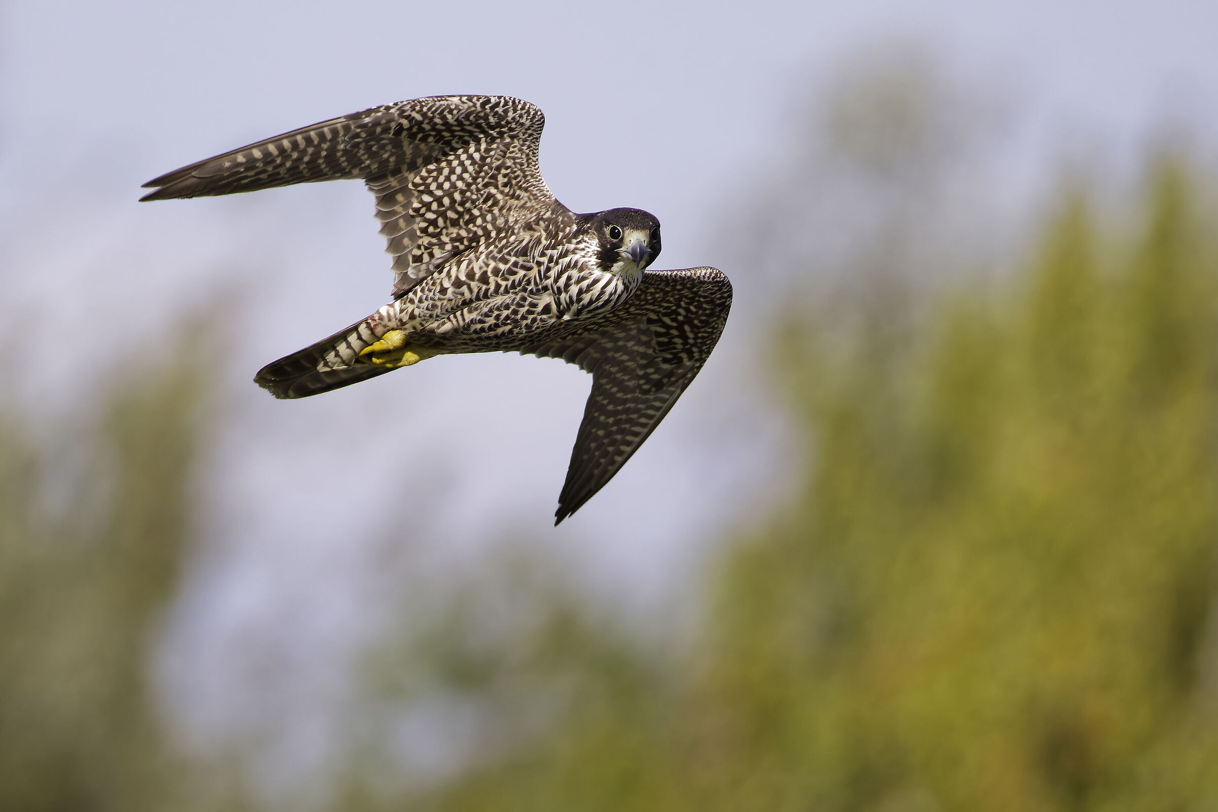 Peregrine falcon hunting