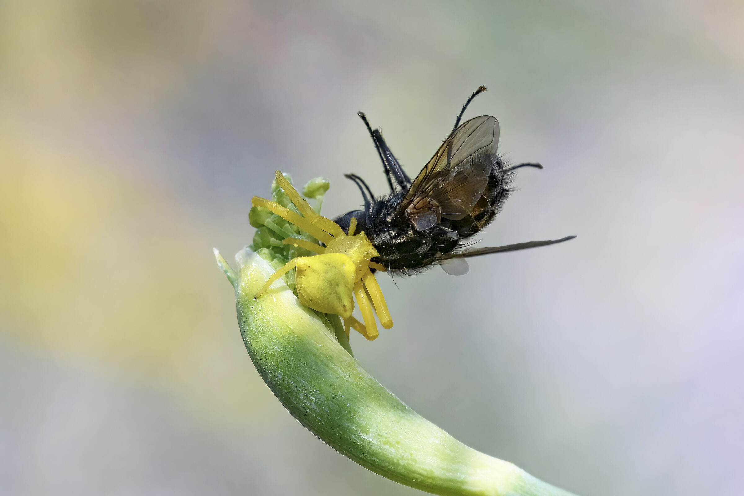 Thomisus onustus