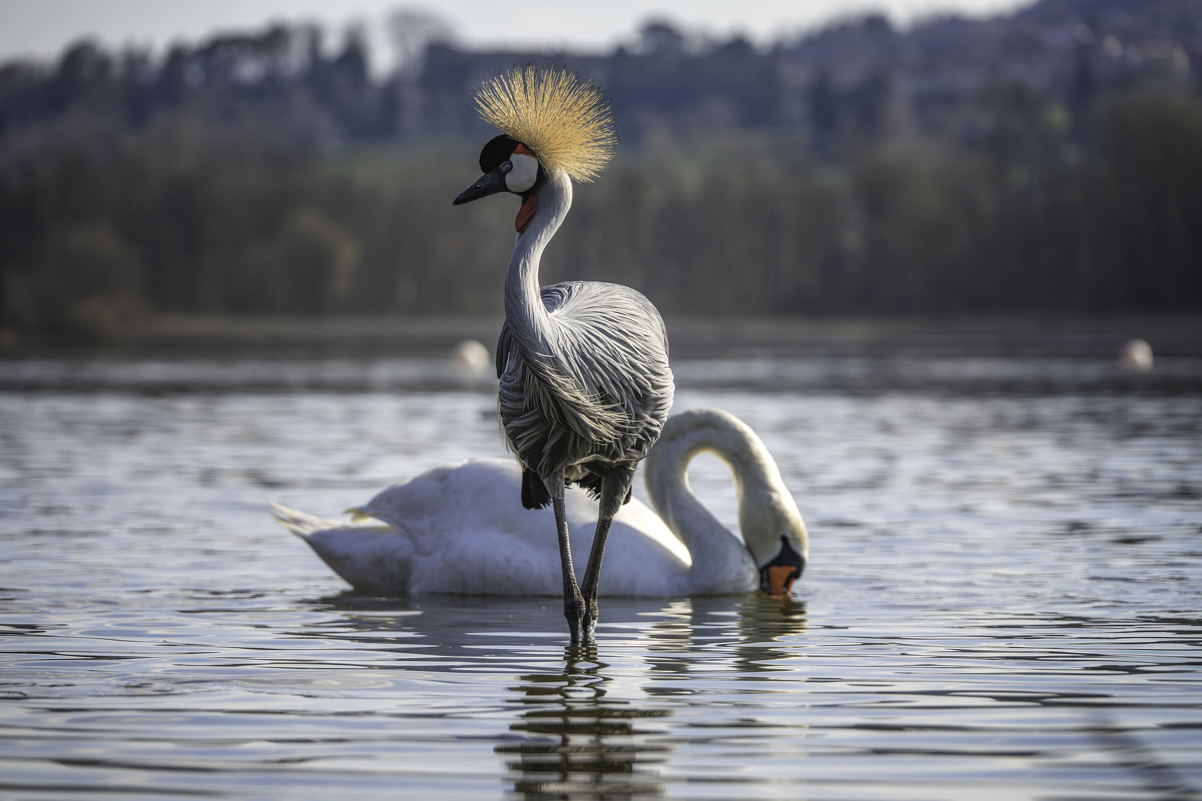 Gru Coronata Africana