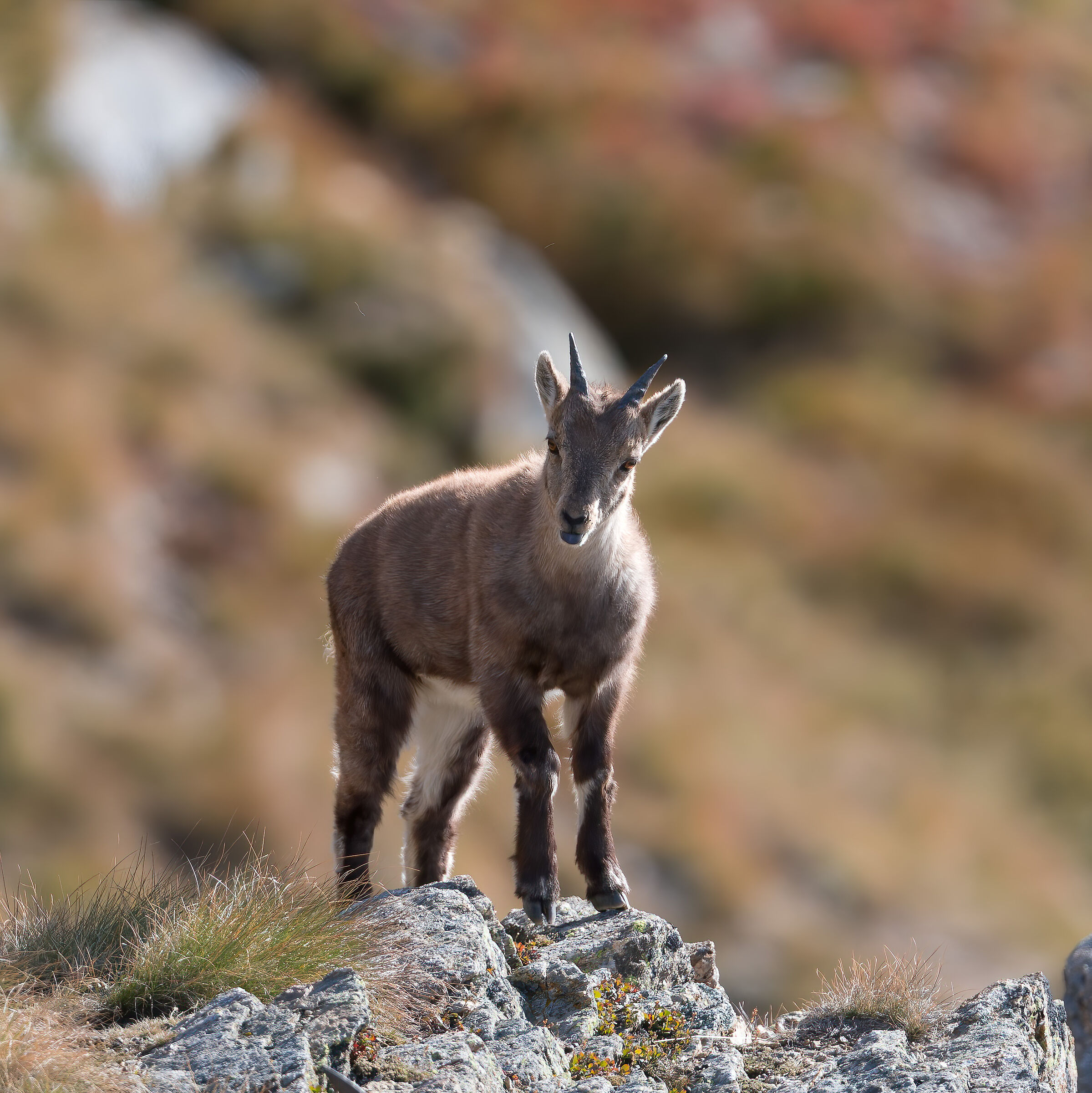 Alpine ibex - Gran Paradiso National Park