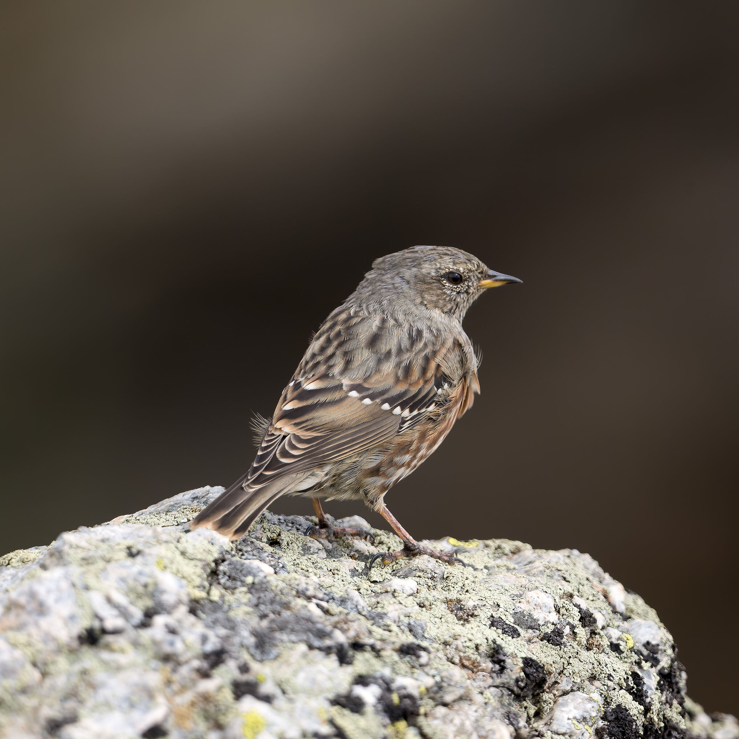 Prunella collaris - Gran Paradiso National Park