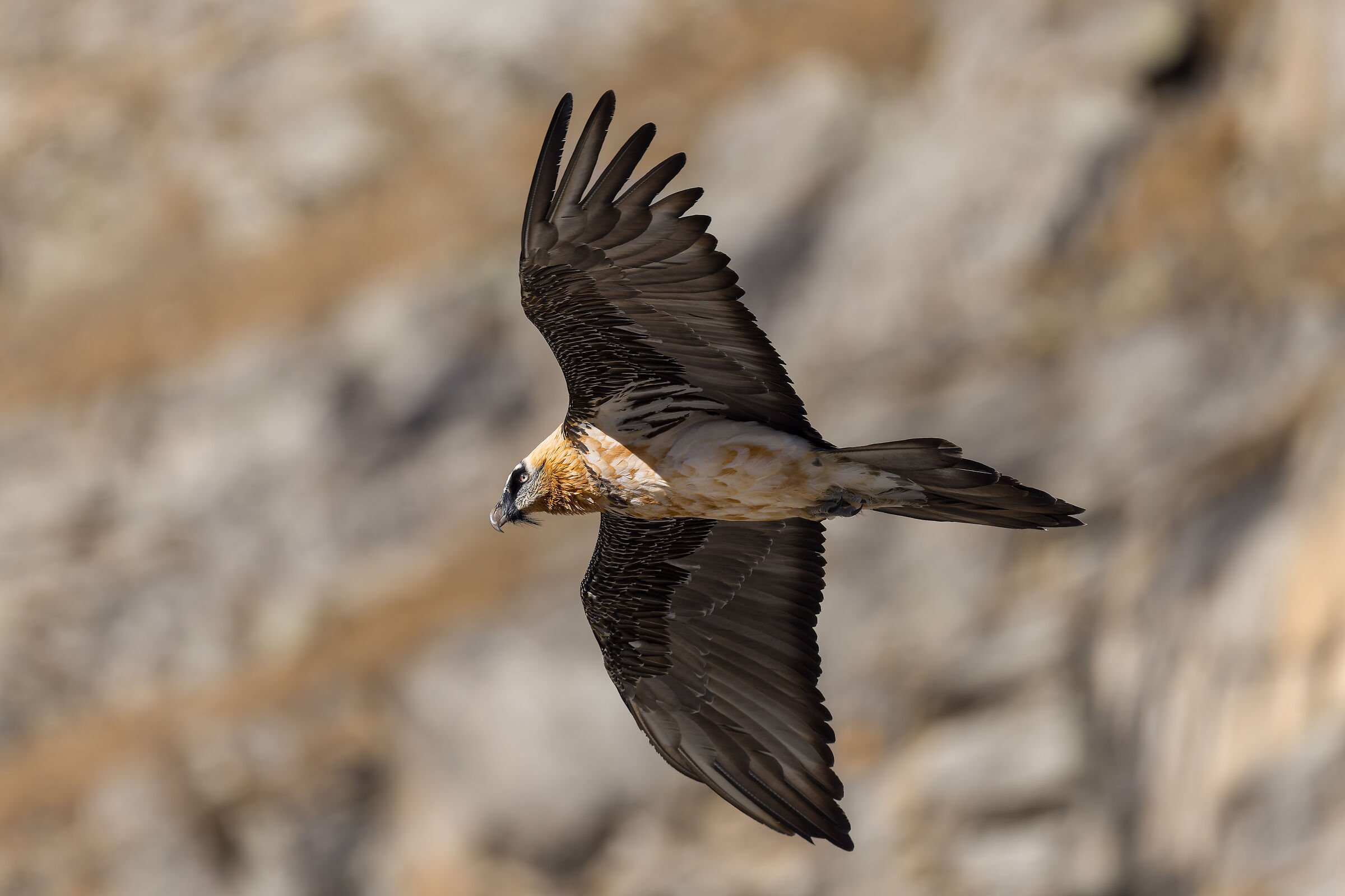 Gypaetus barbatus- Parco Nazionale Gran Paradiso