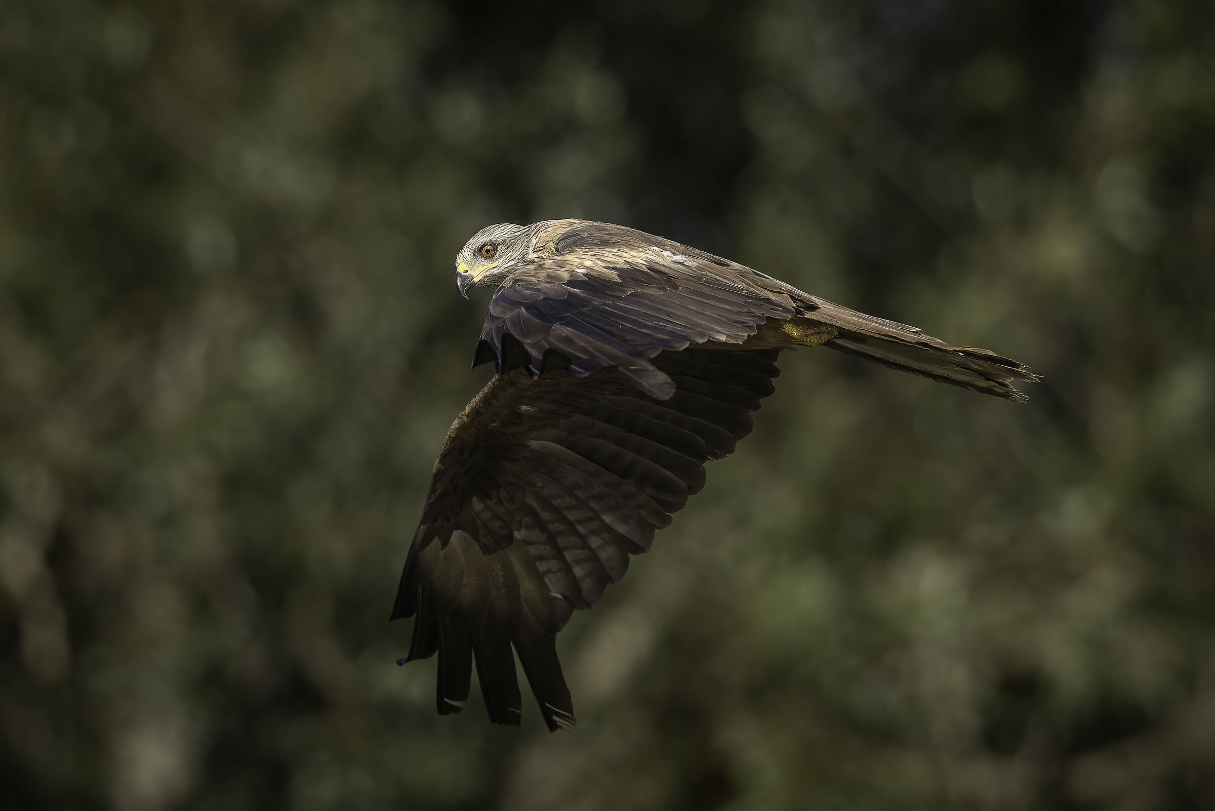 Black kite
