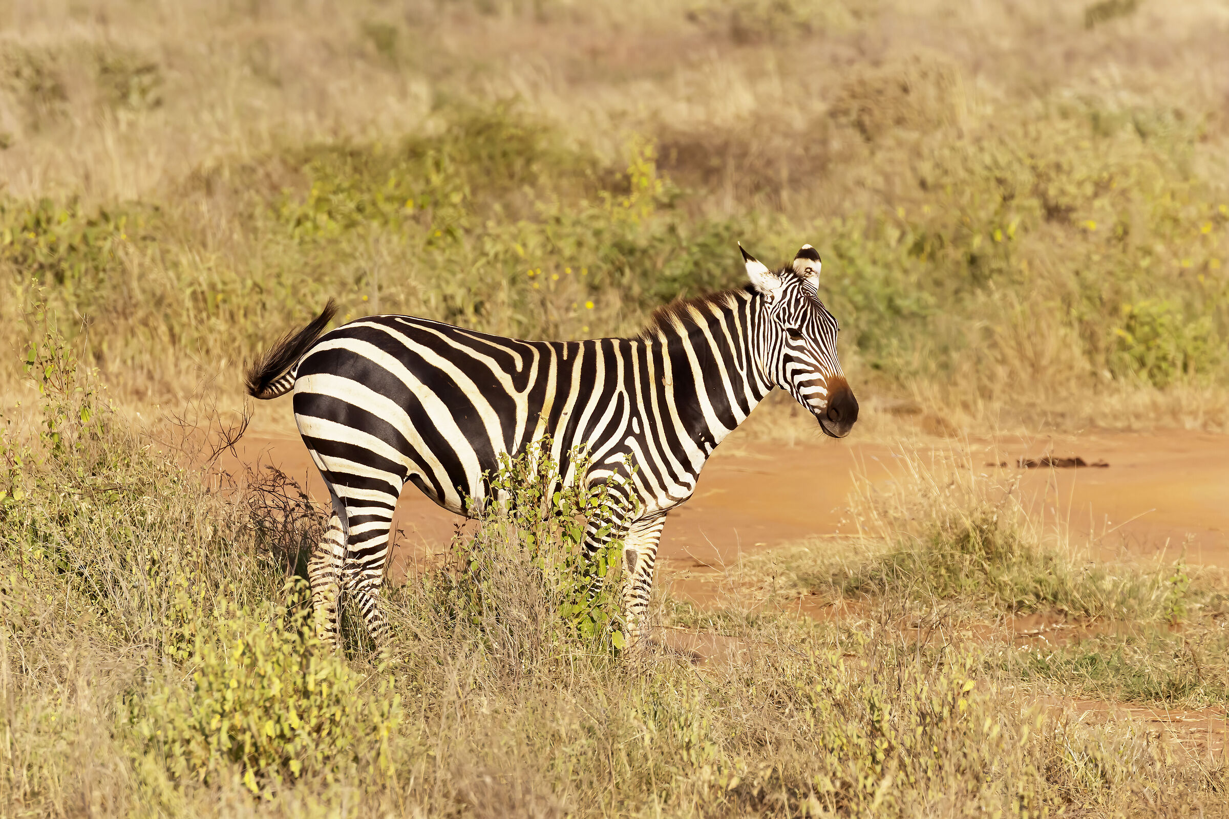 Zebra