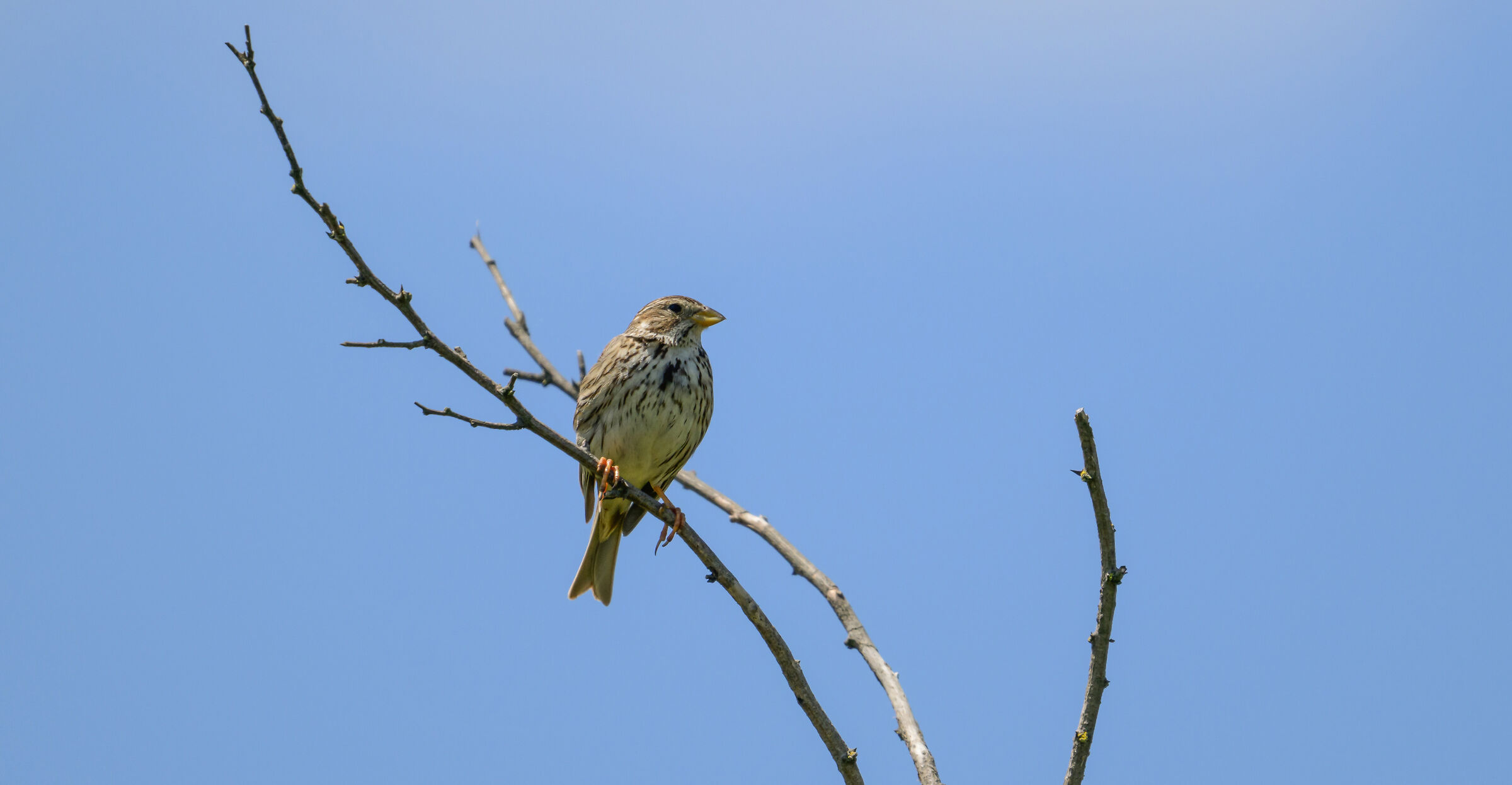 corn bunting