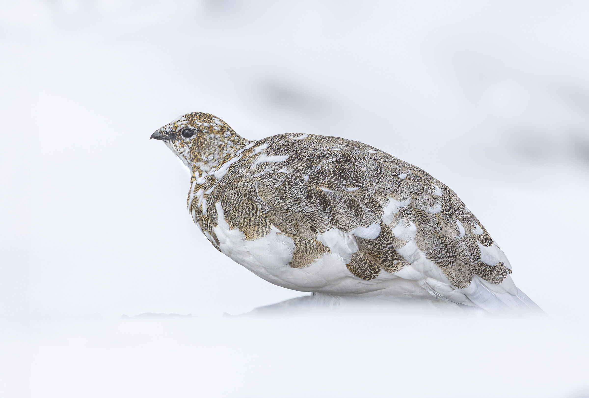 Lost in the snow, ptarmigan, October 2025