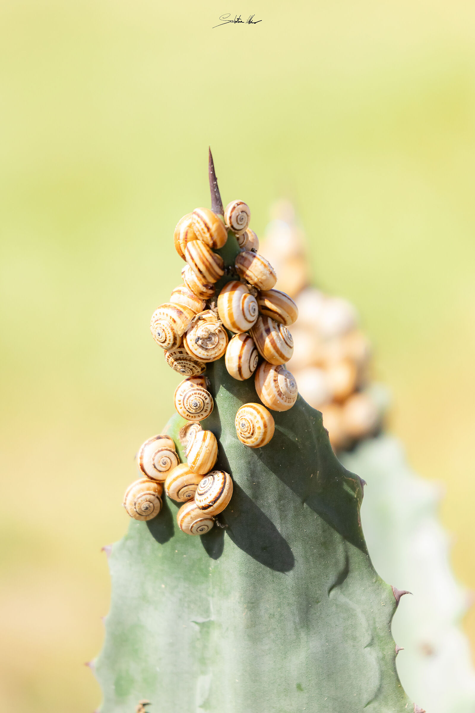 Lumache di terra-Heliz Aspersa