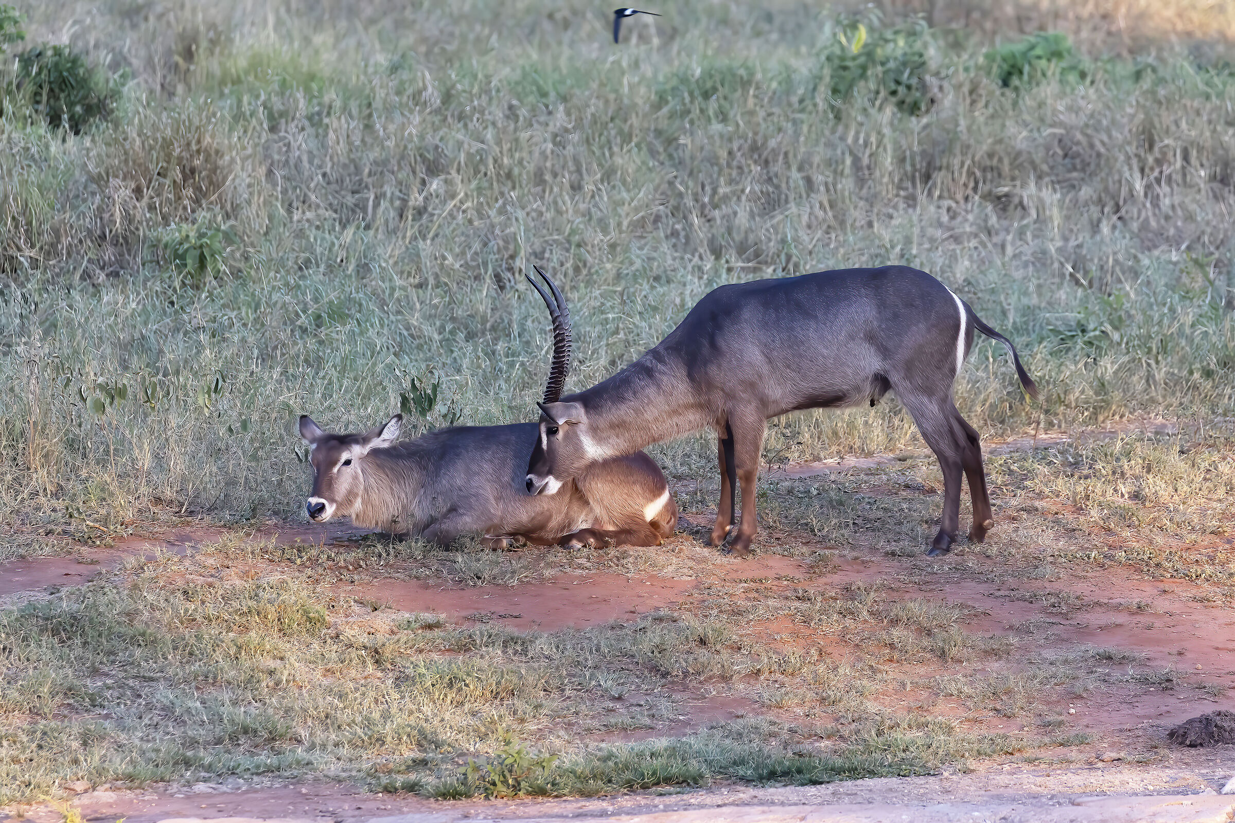 Momenti di tenerezze