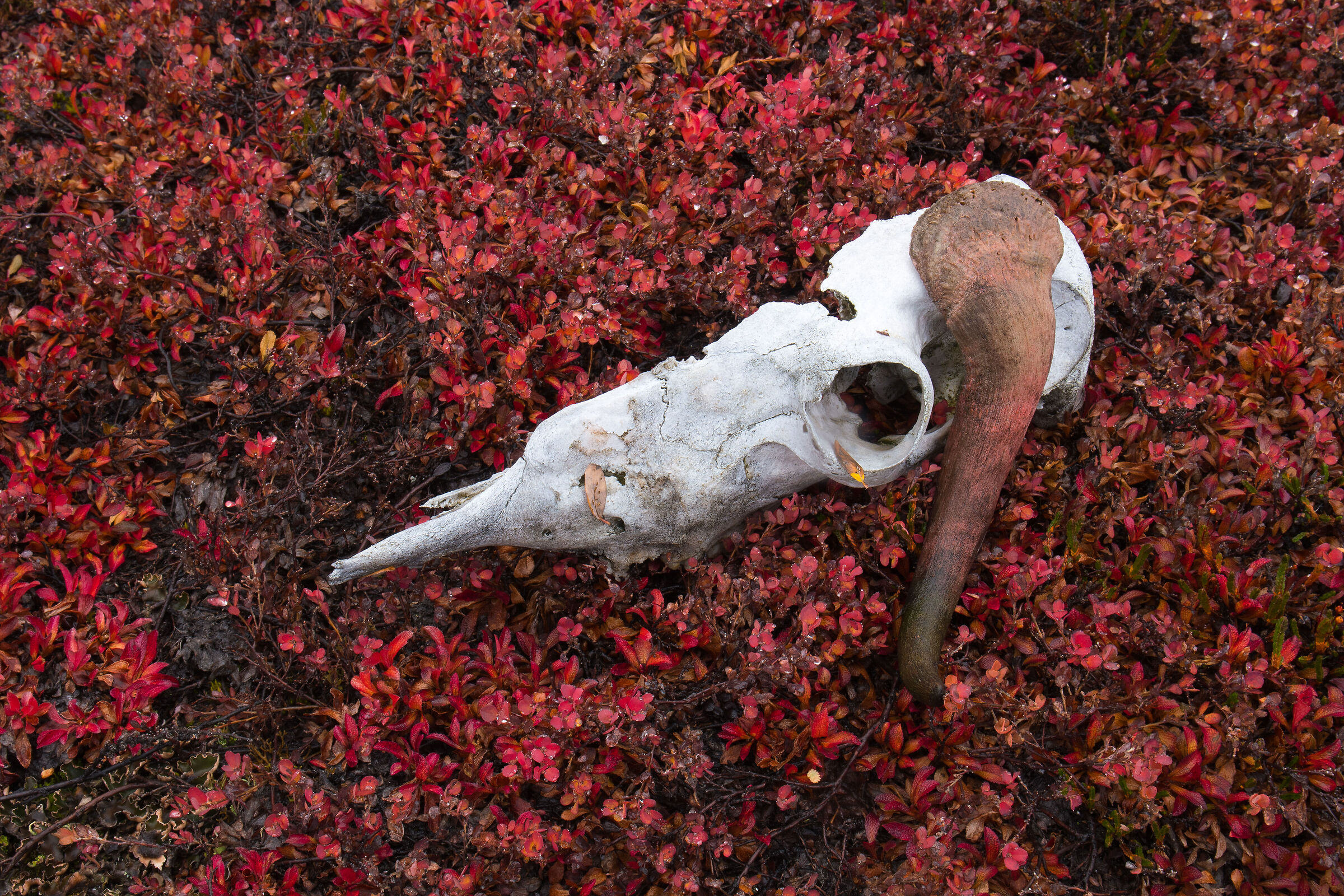 Remains of a musk ox
