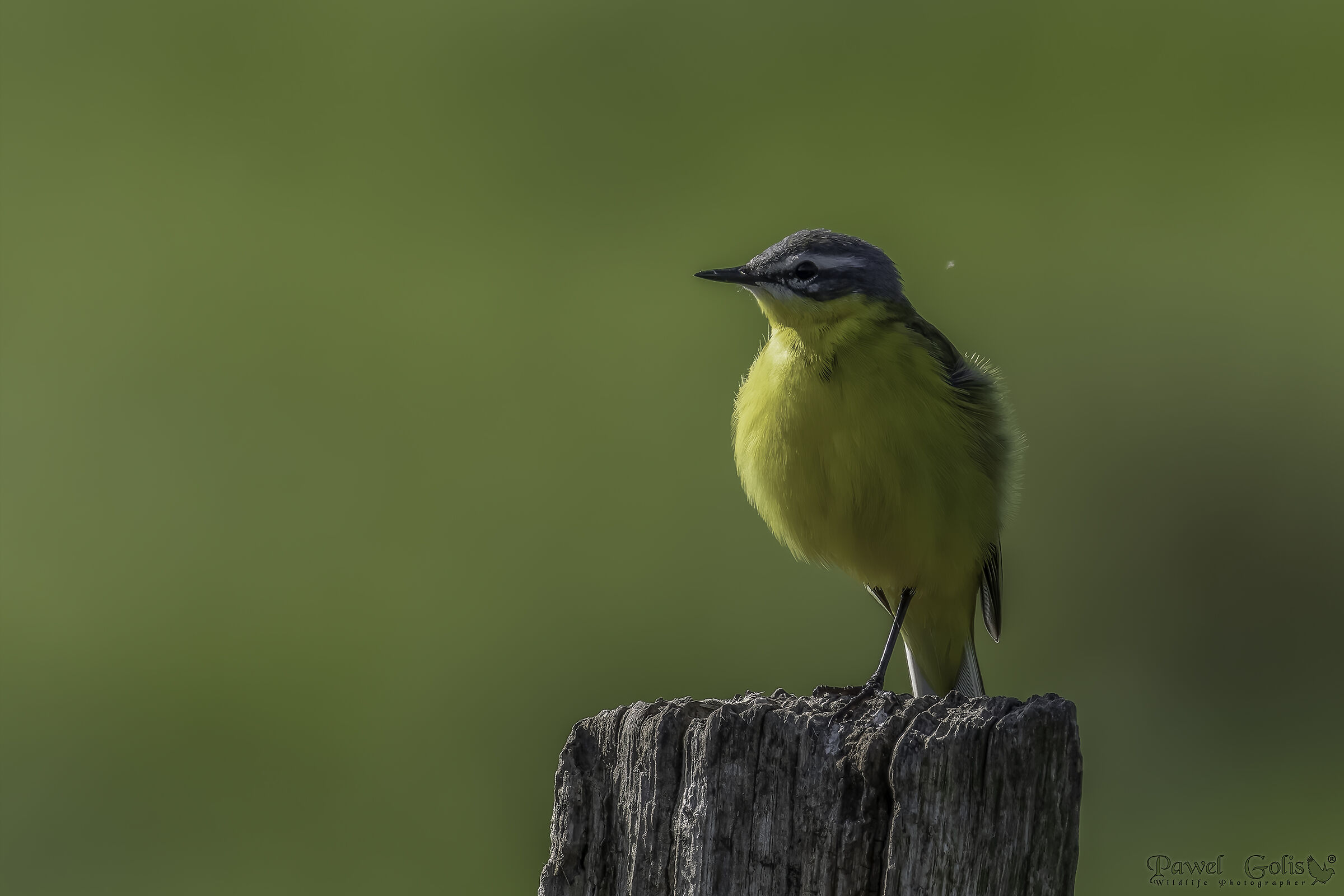 Yellow wagtail (Motacilla flava)