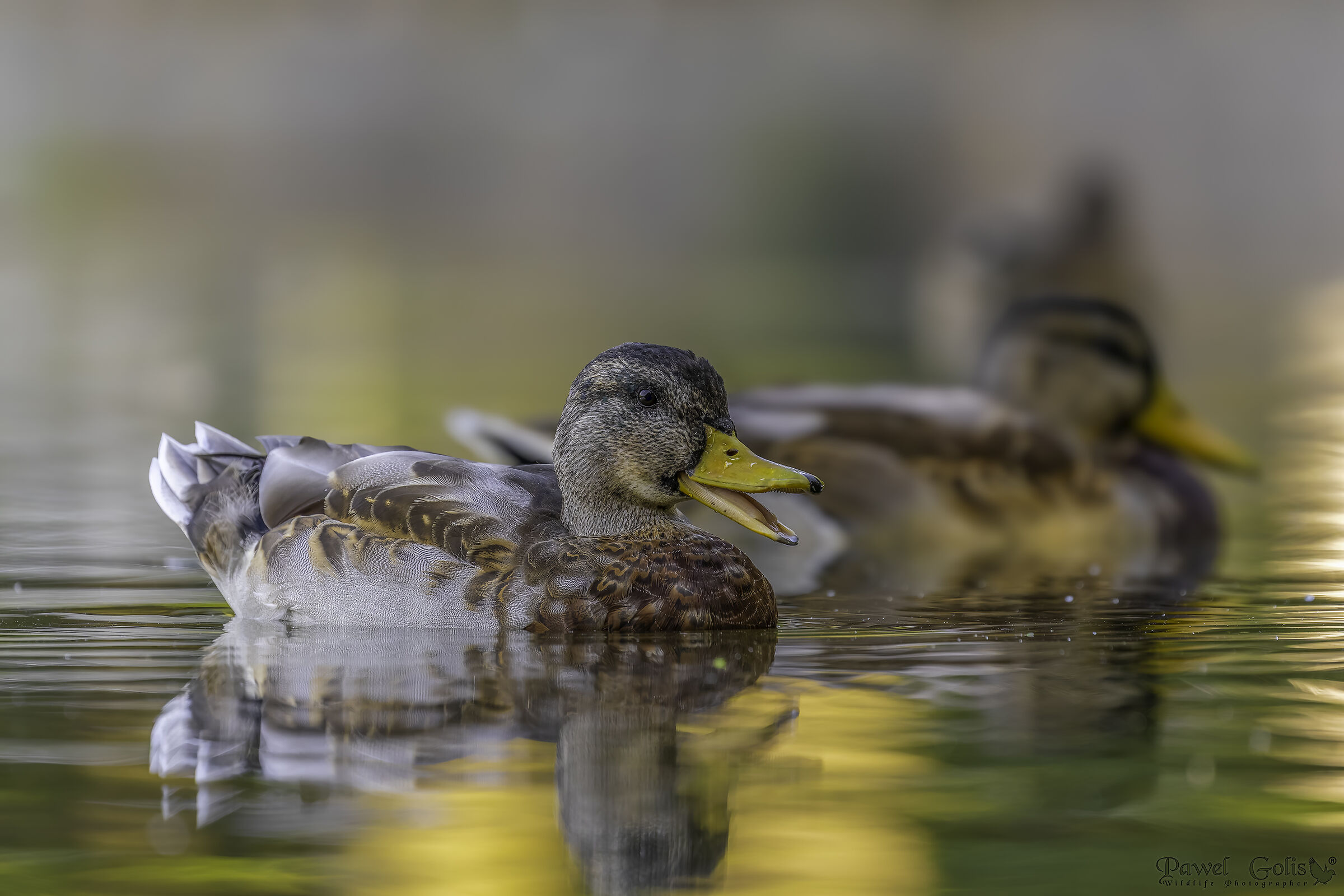 Mallard (Anas platyrhynchos)