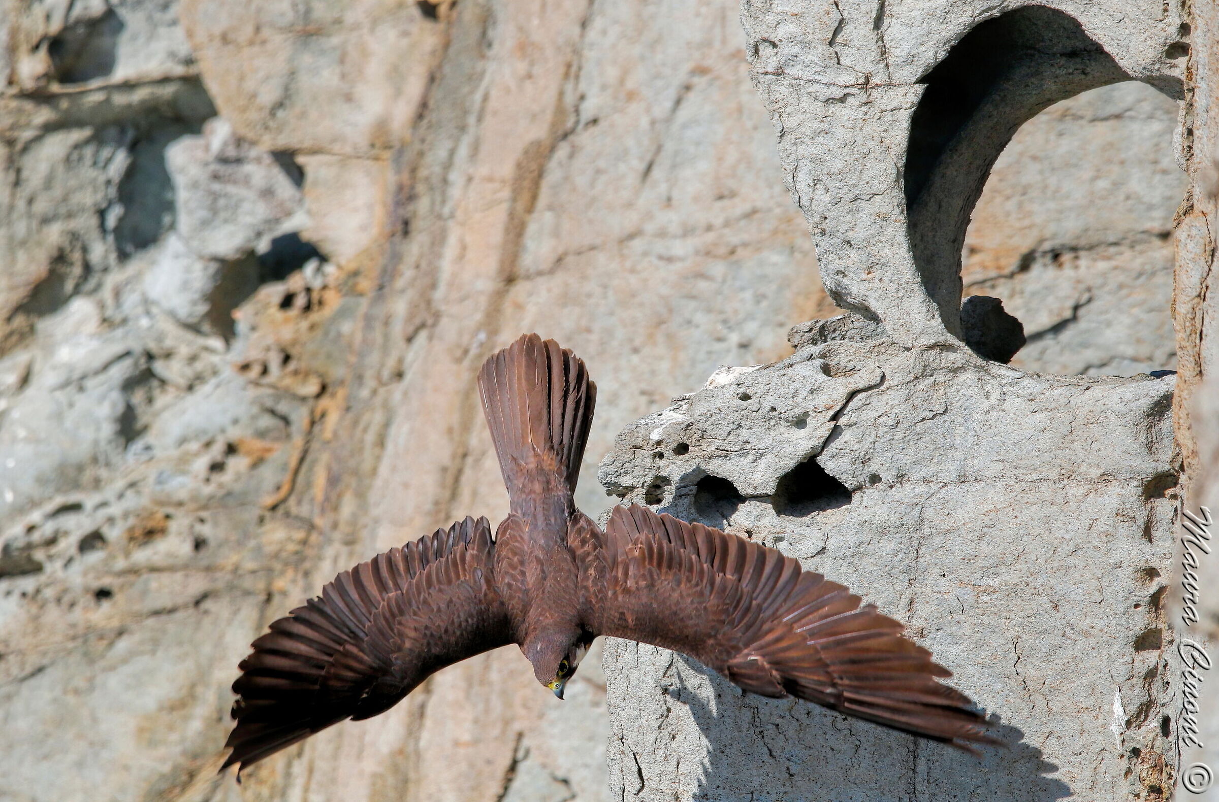 Queen's falcon