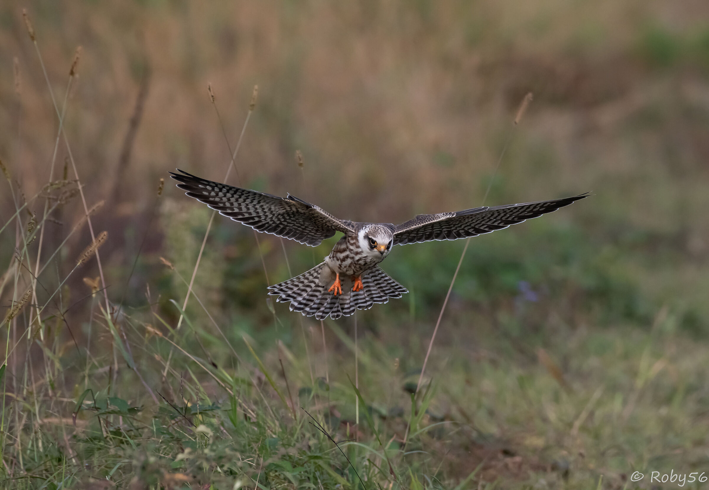 The Cuckoo Falcon Hunt.