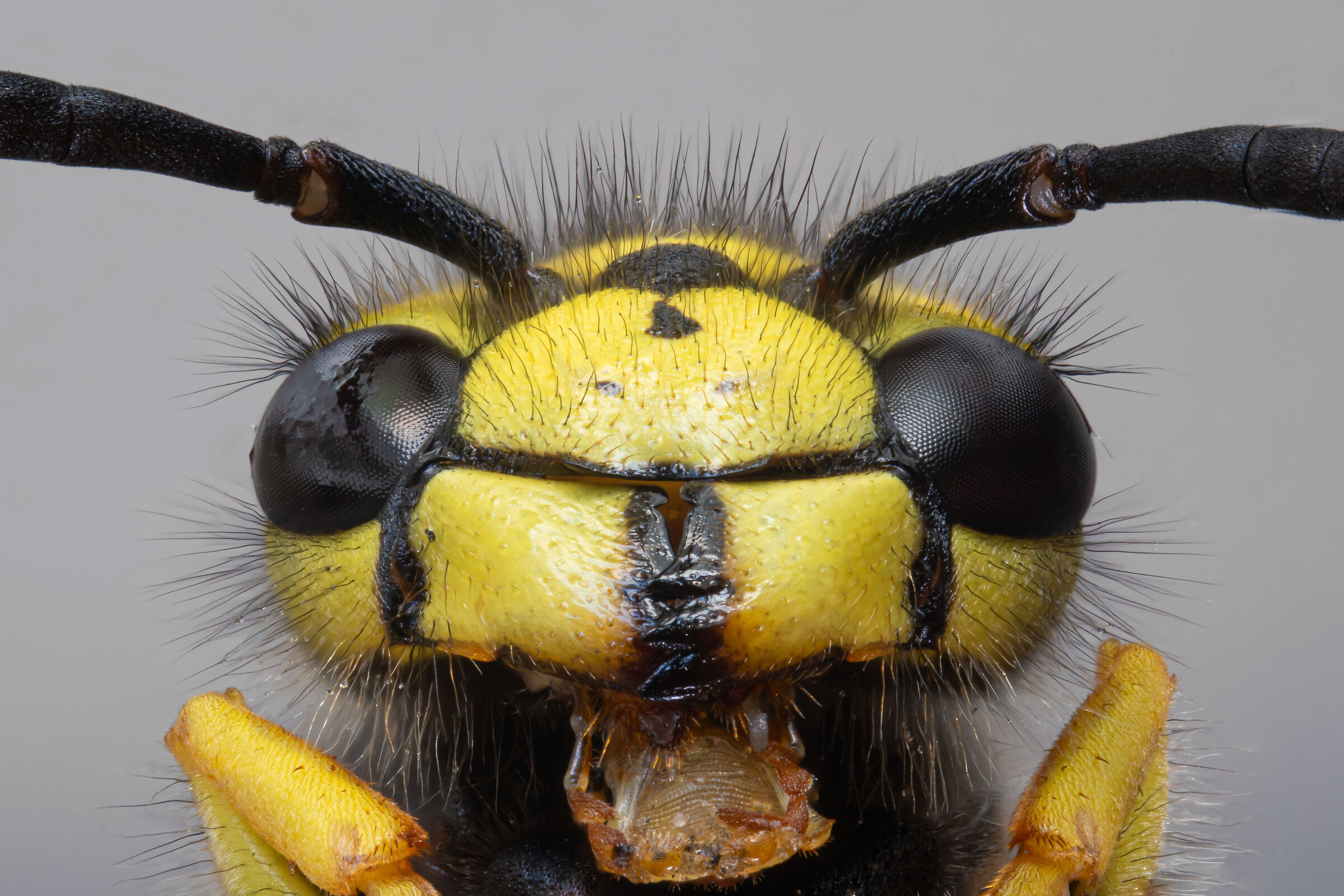 Vespula Vulgaris