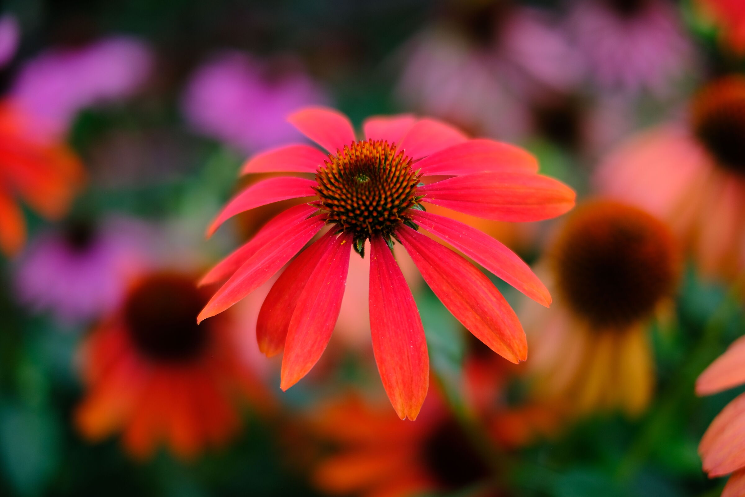 Echinacea