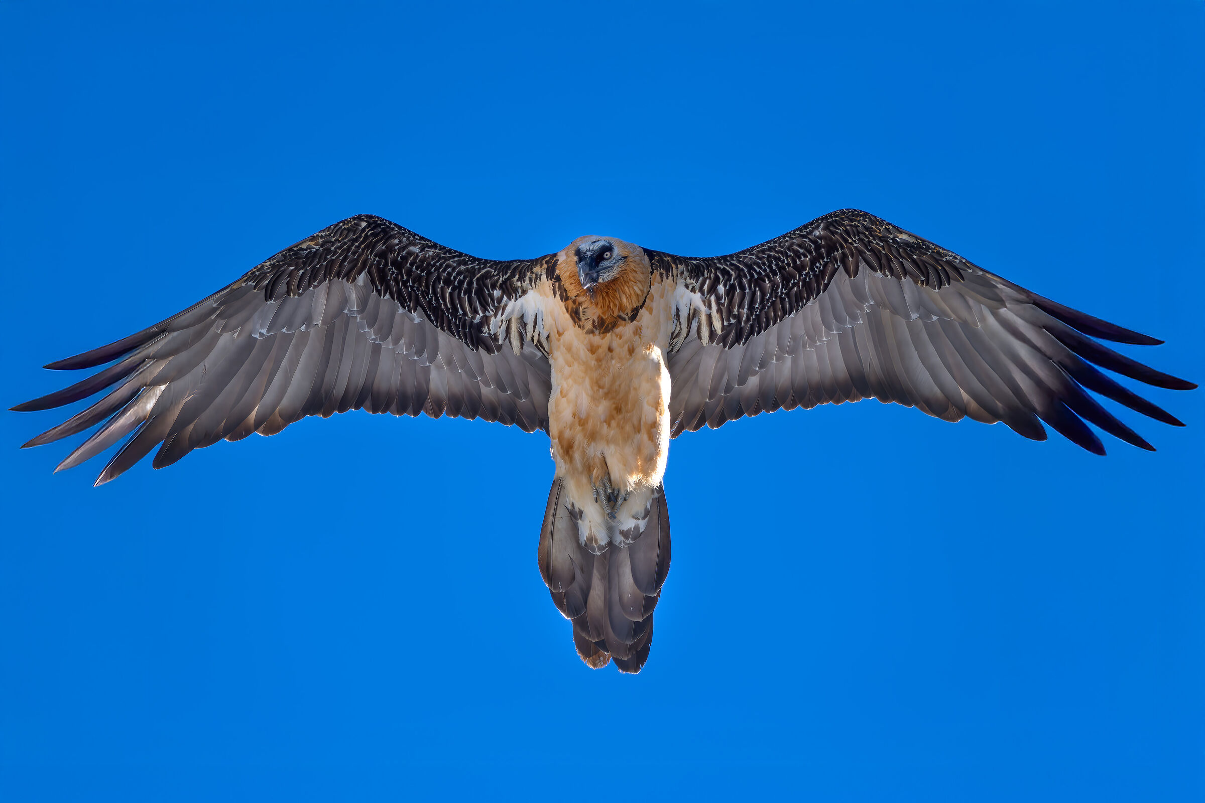 Gypaetus Barbatus - Parco Nazionale Gran Paradiso