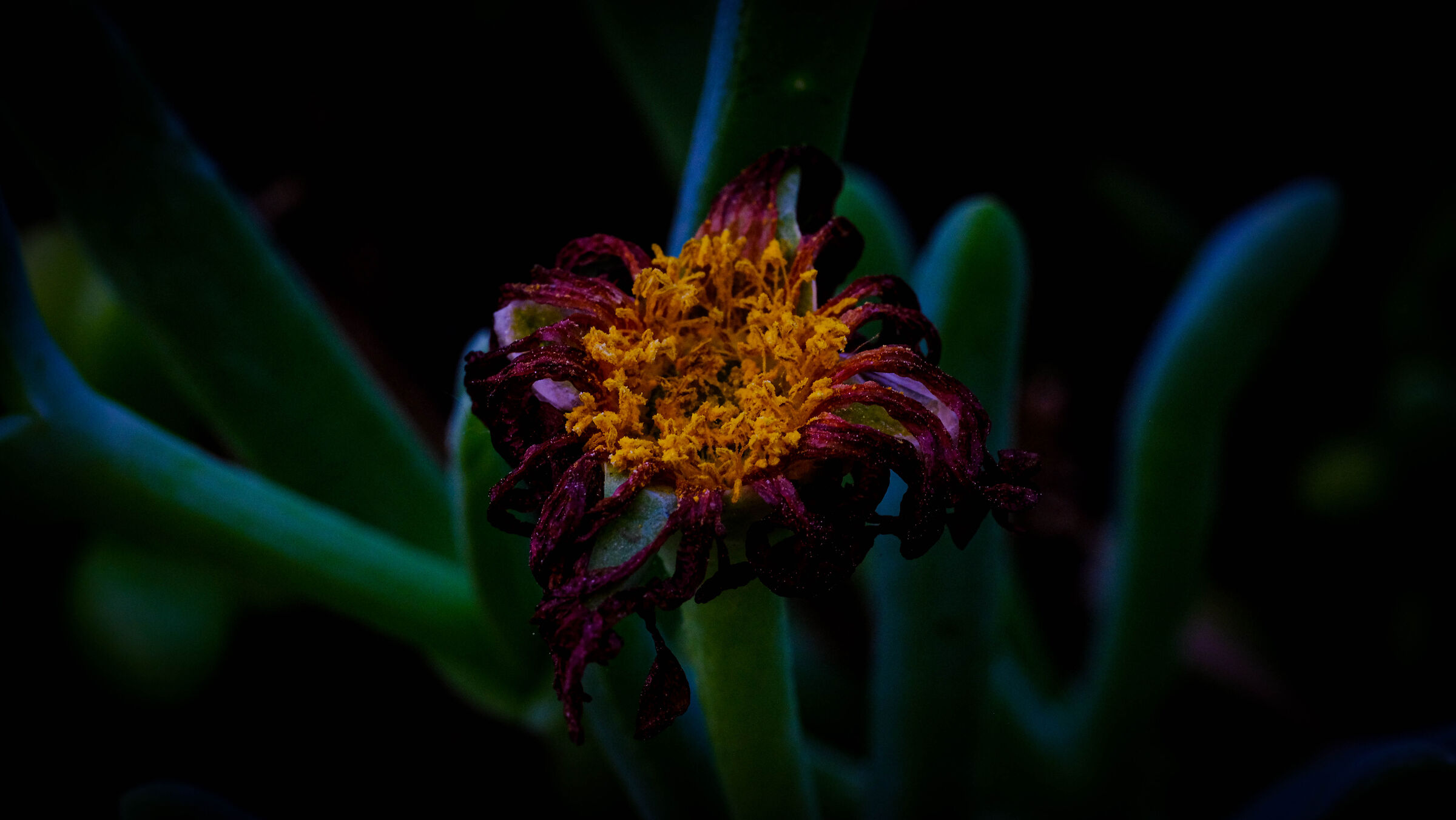 Withering, beauty does not fade.