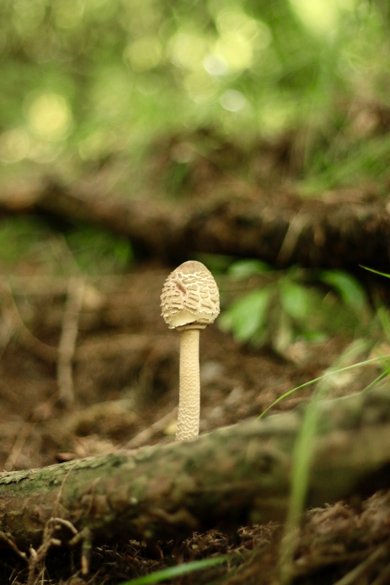 fungo