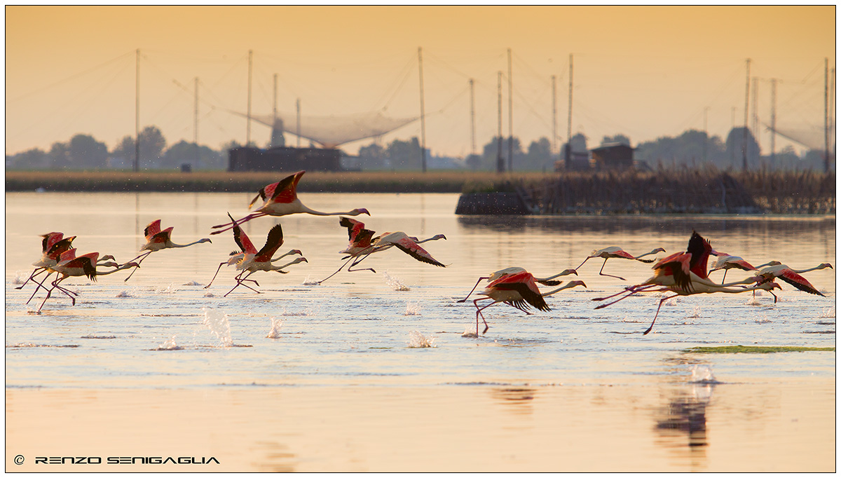 Flamingos in the Laguna