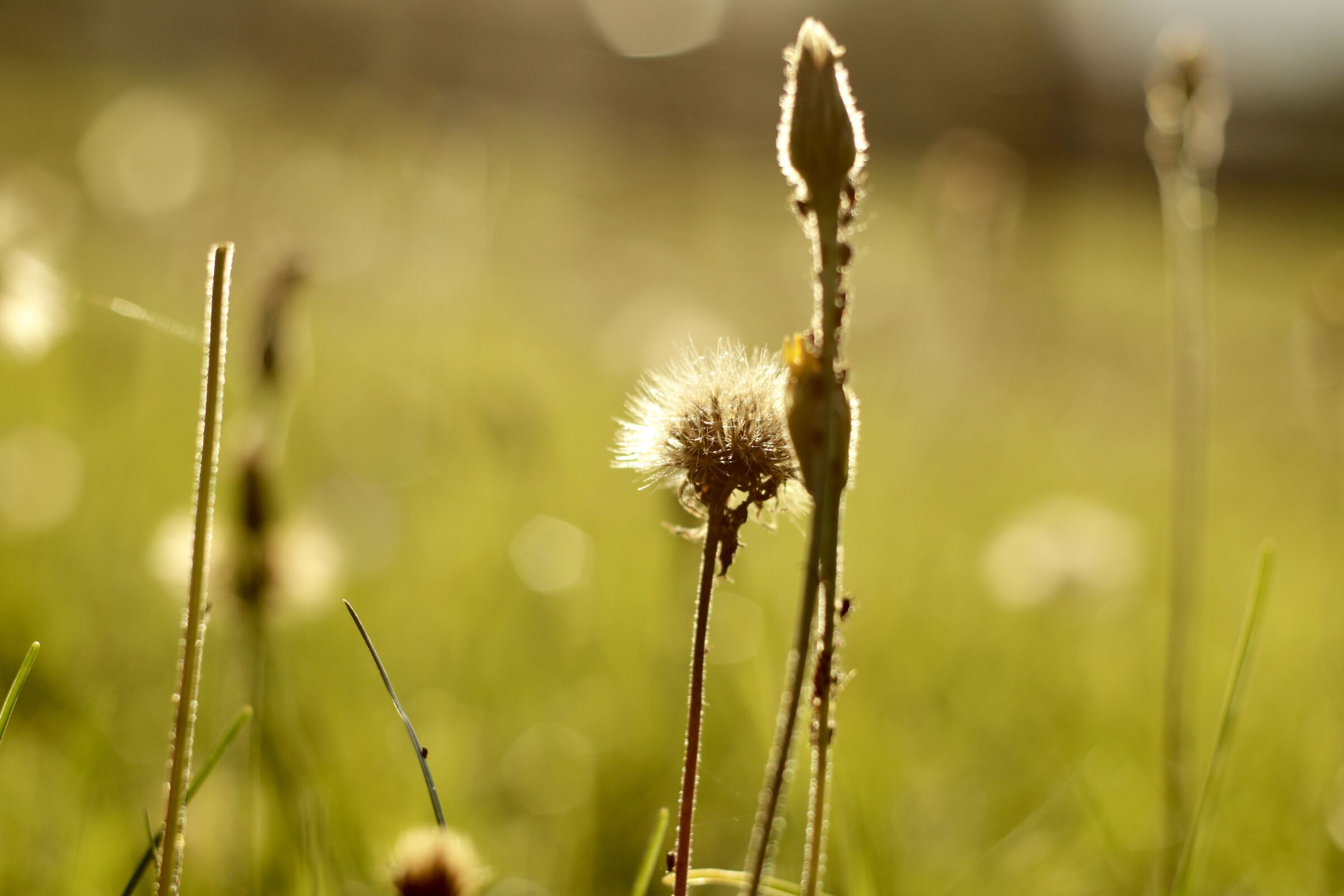 soffia il vento