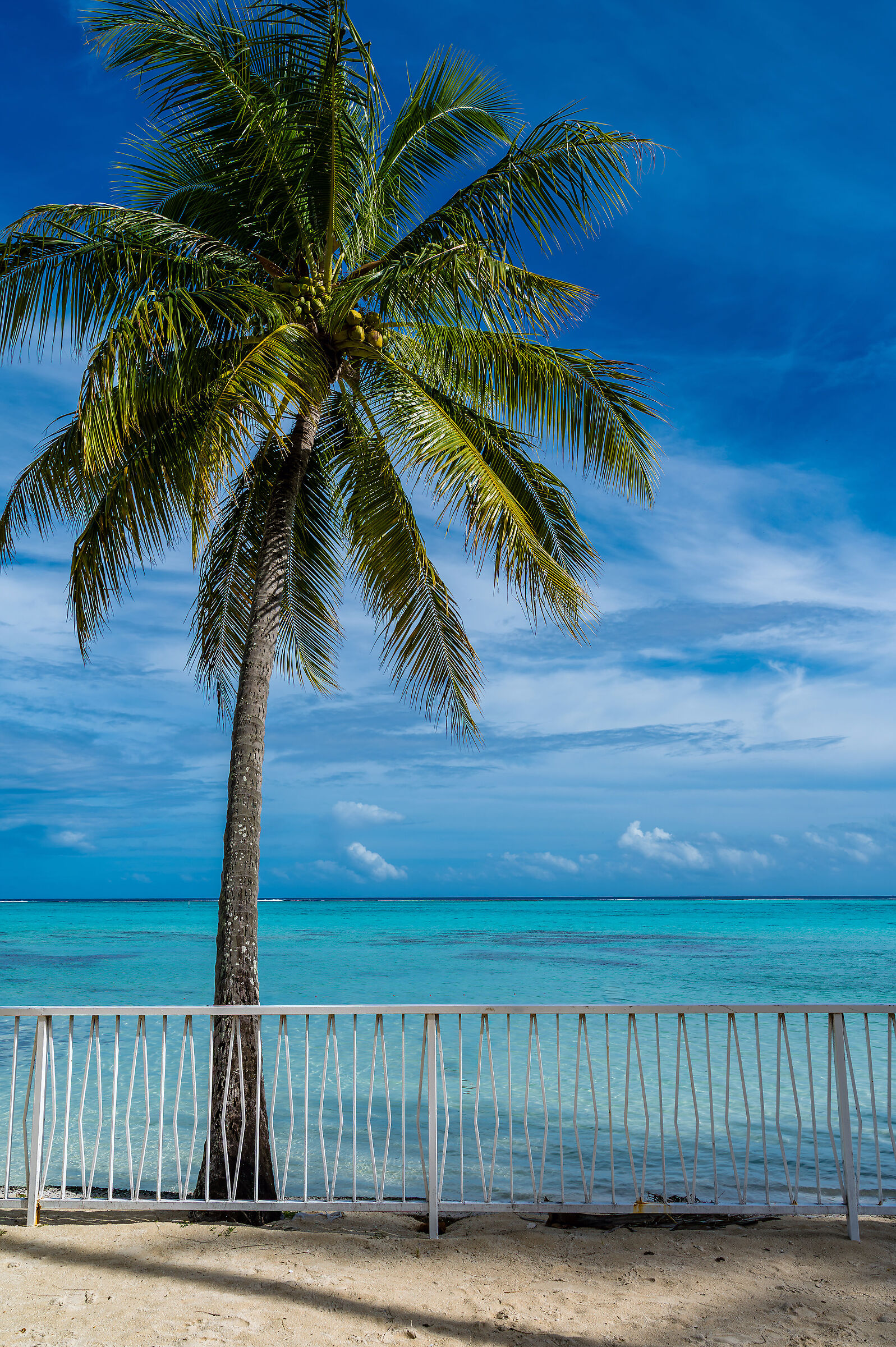 Polinesia 2025 - Moorea