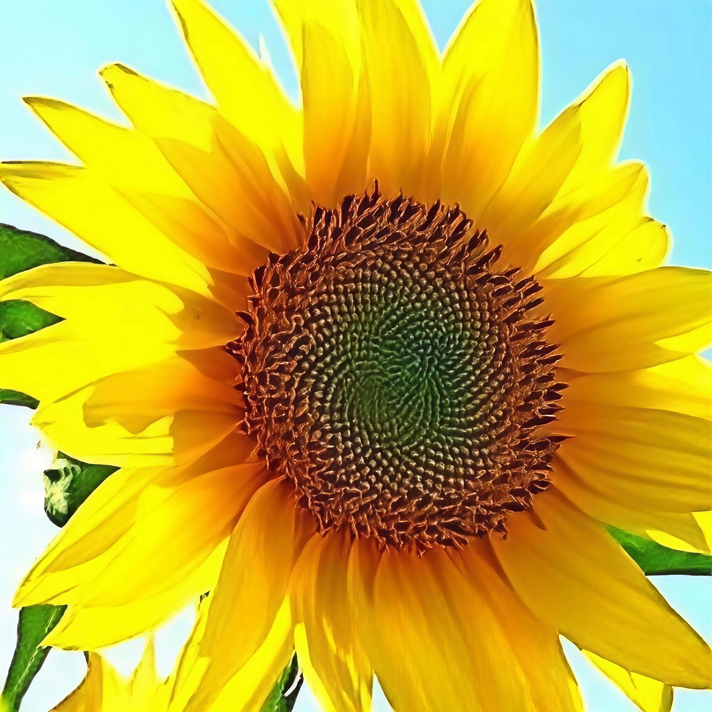 Girasole-3