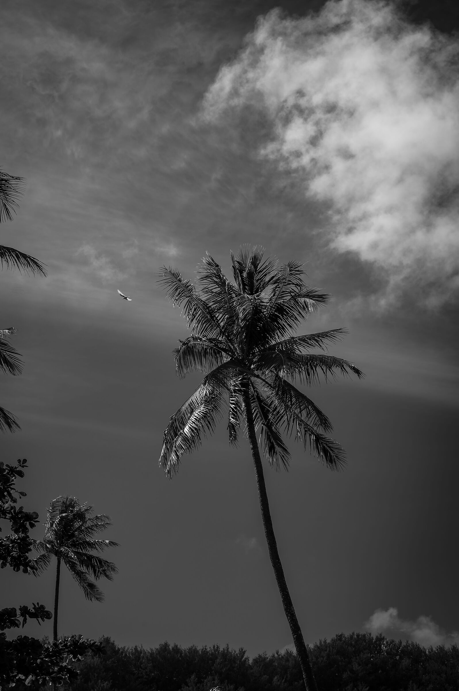 Polinesia 2025 - Moorea