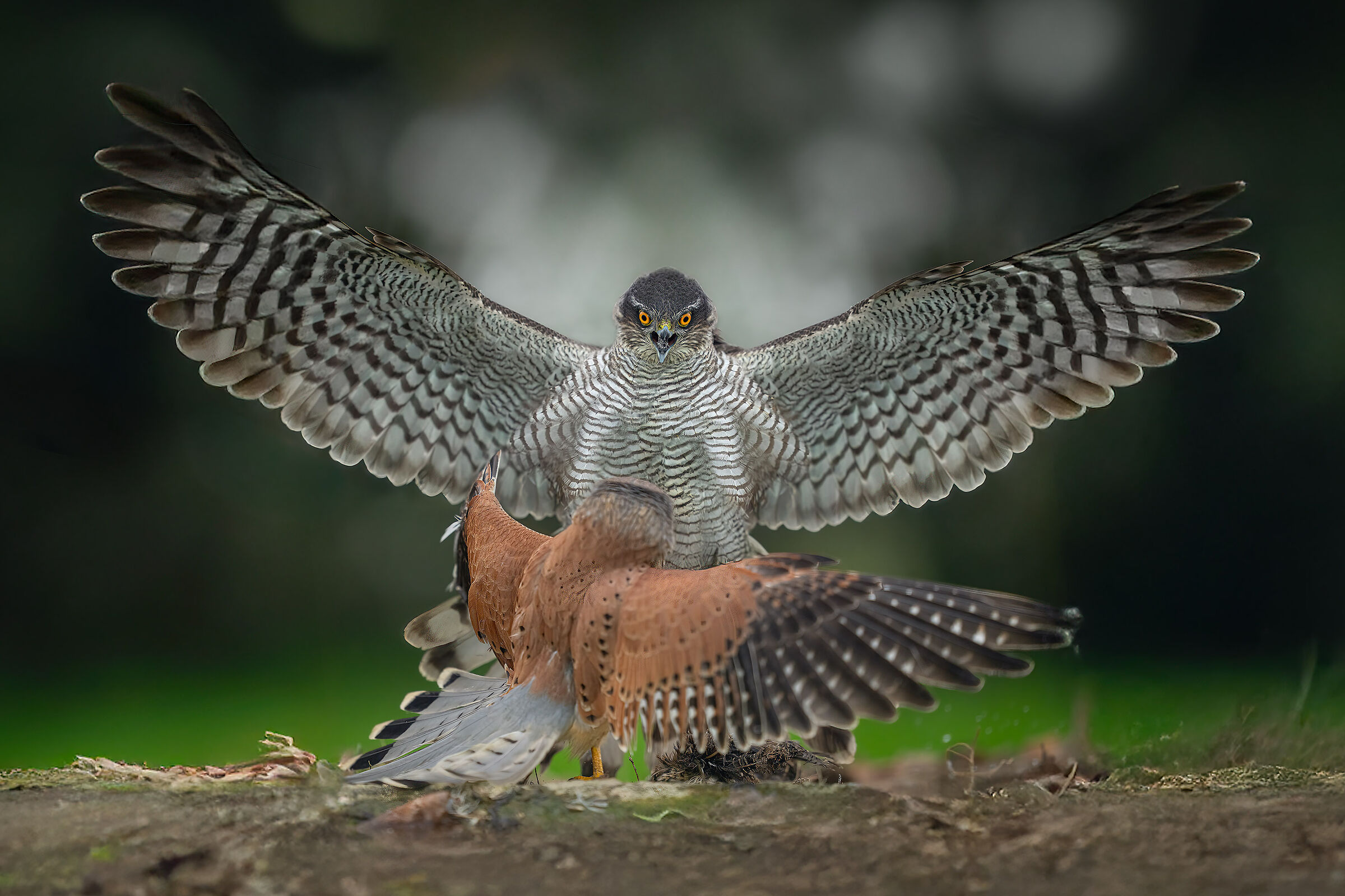 gheppio vs sparviero al capanno massumatico