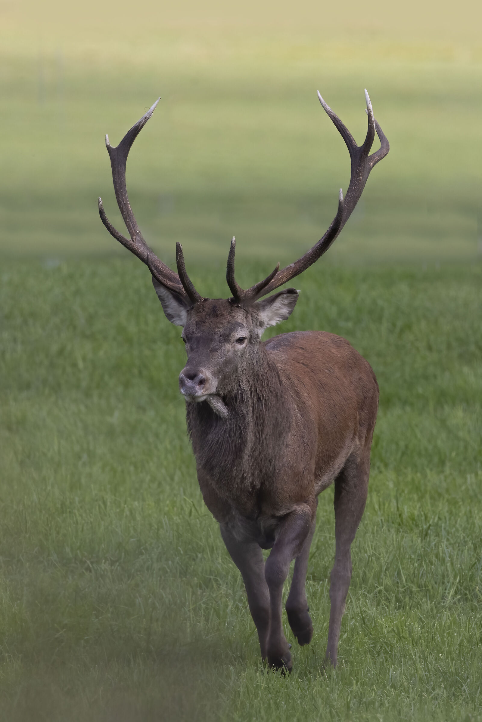 Deer