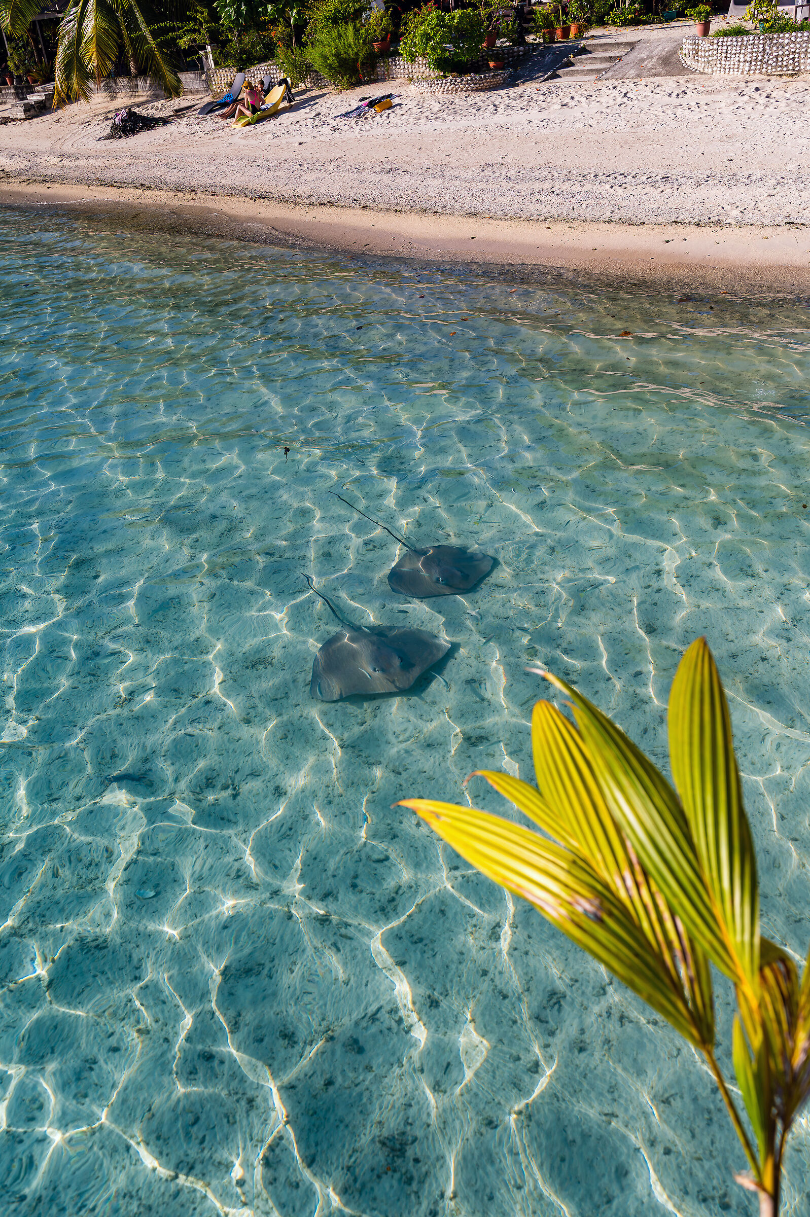 Polinesia 2025 - Maupiti