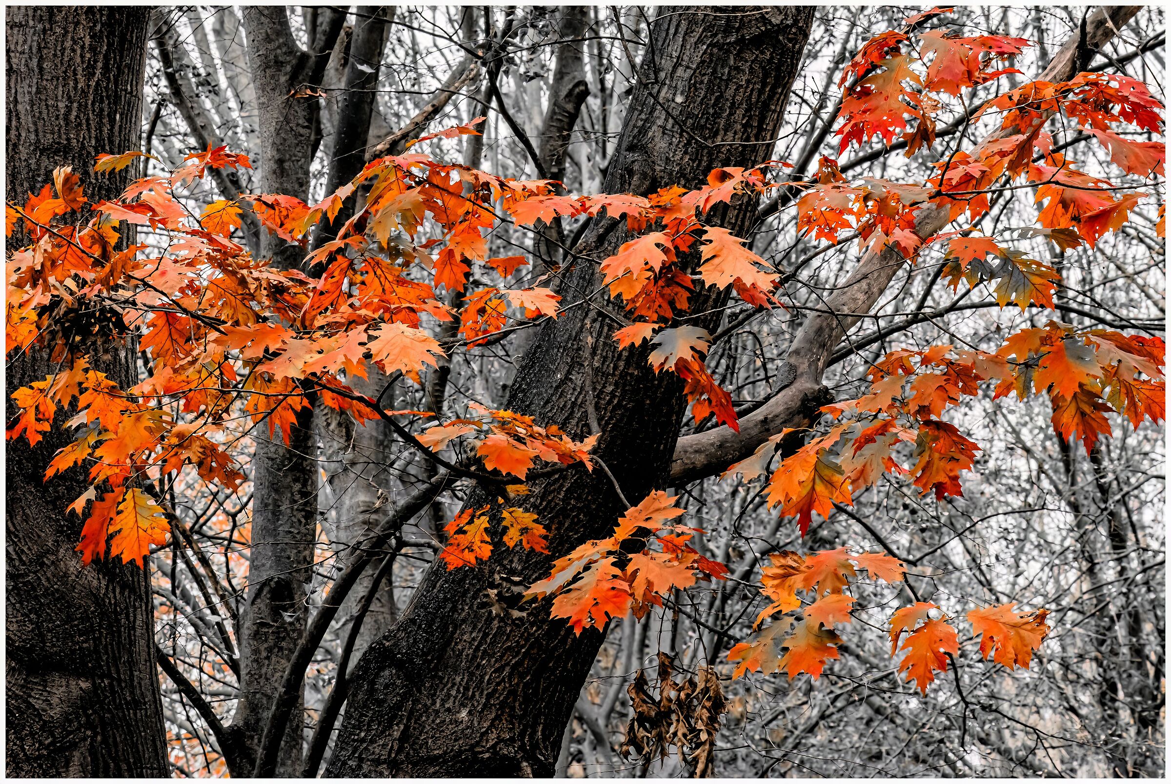 L'autunno con i suoi colori