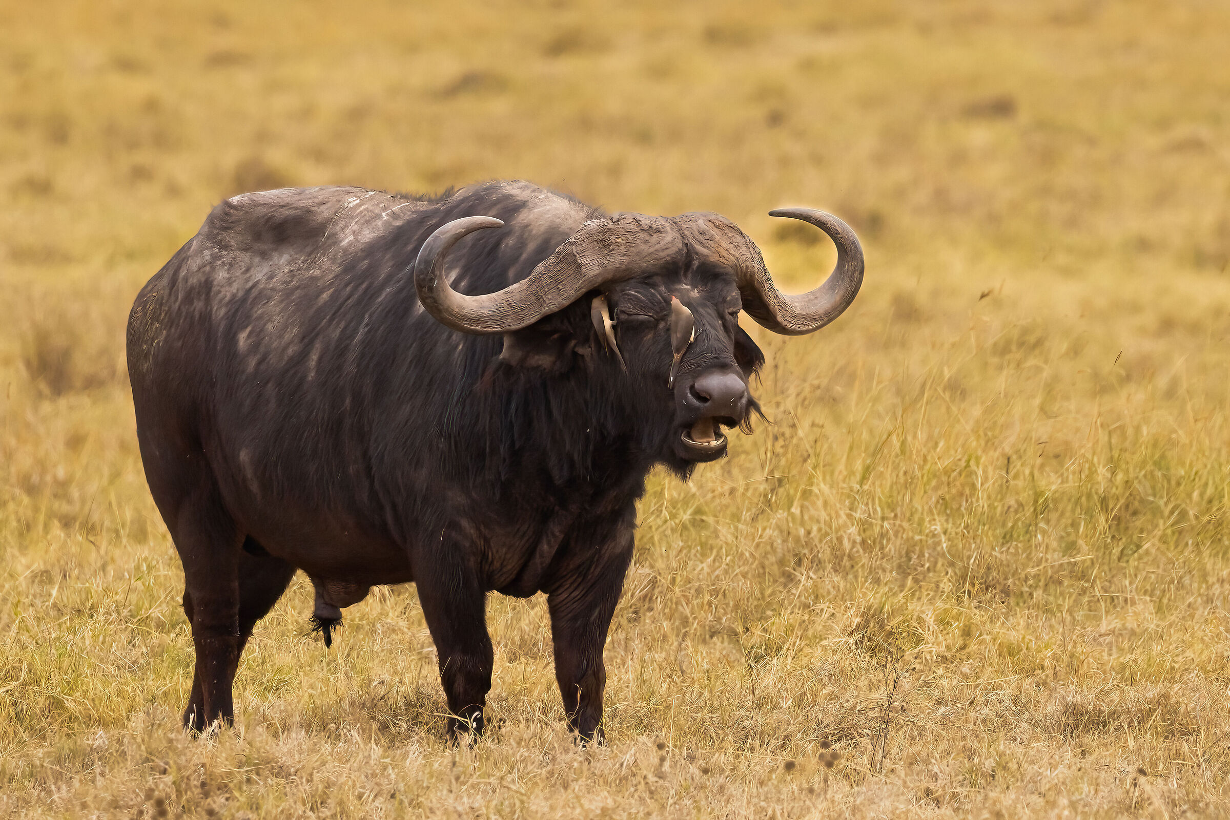 Ngoronrogo Conservation Area - August 2025