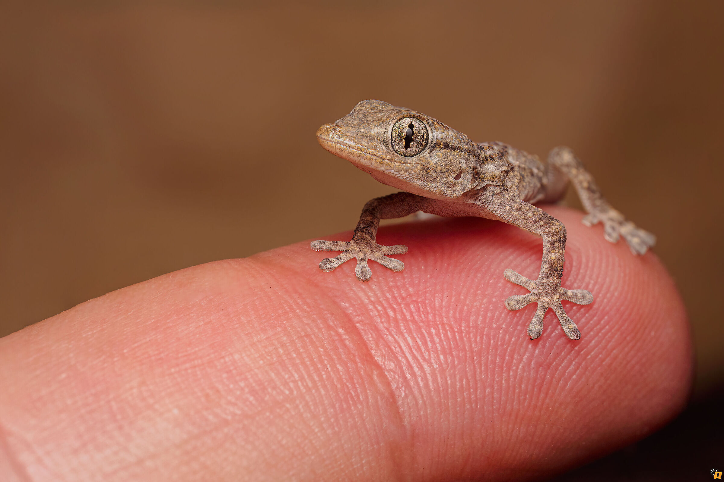 Baby geco sul mio dito