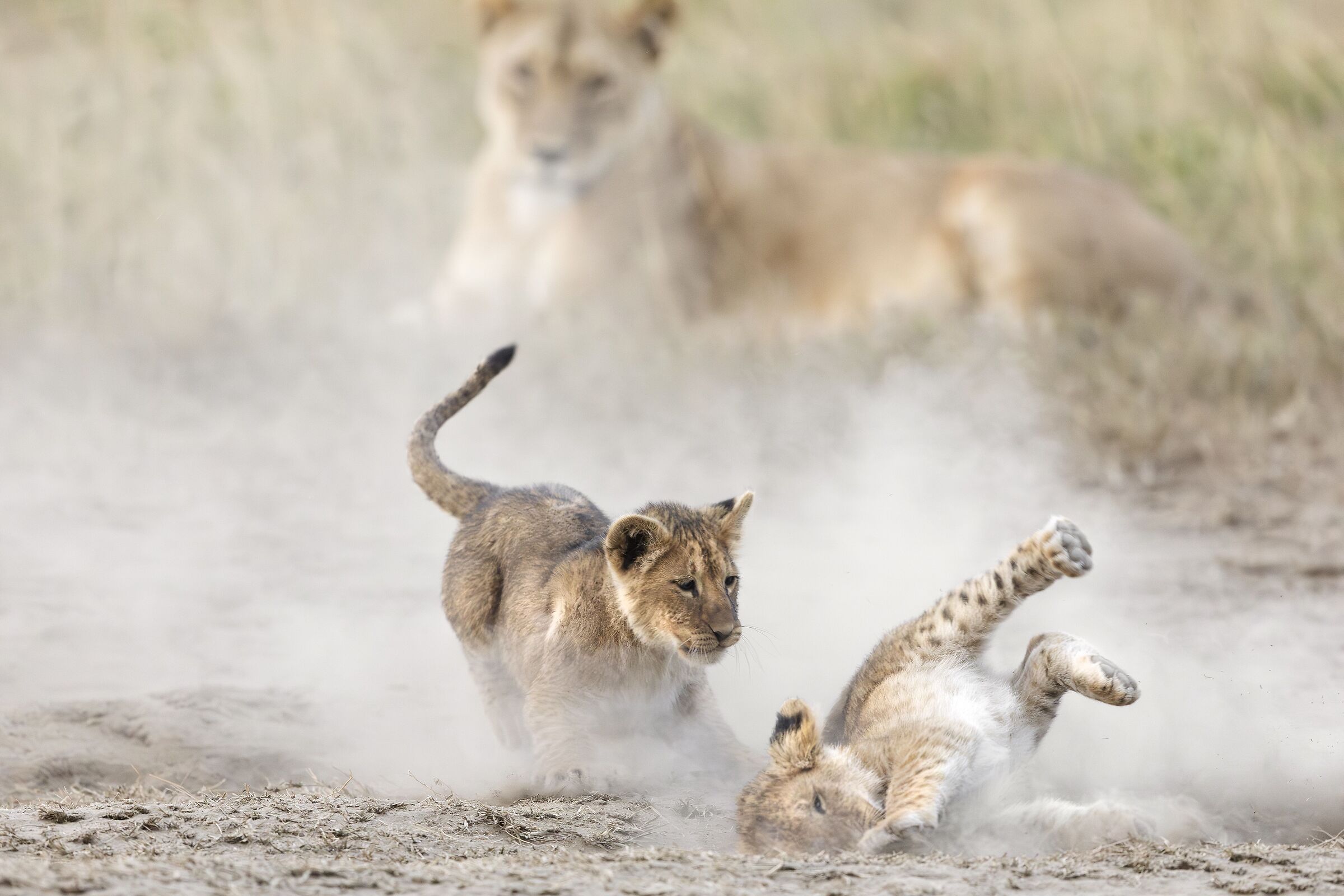 La mamma ed i cuccioli